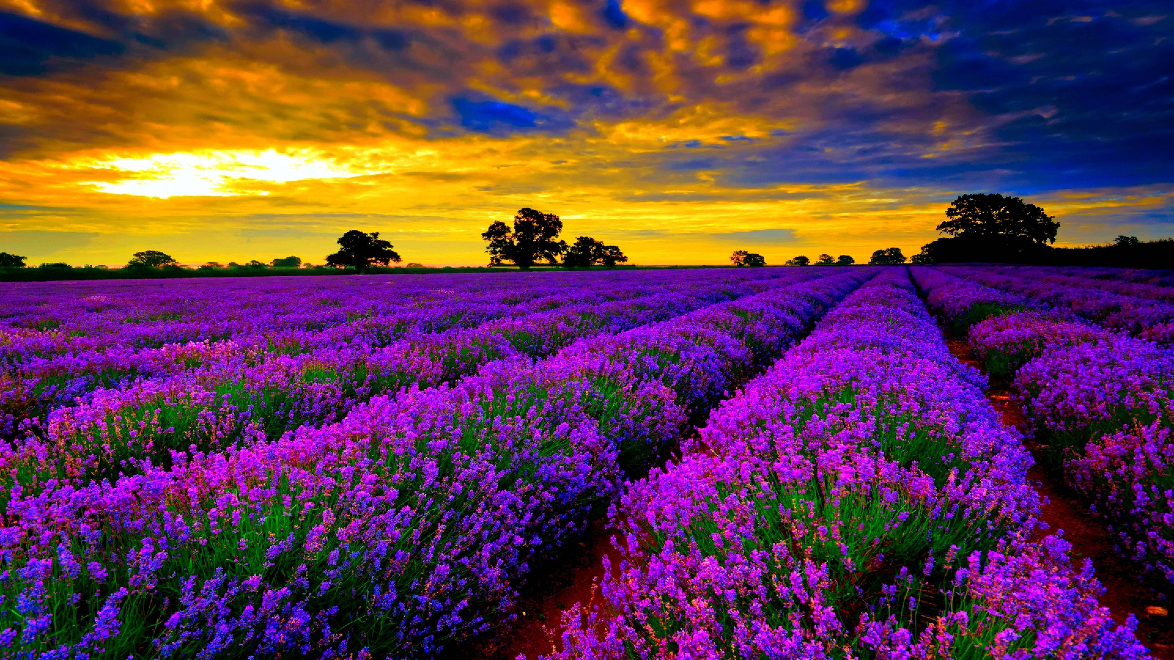 purple flower fields, sundown, lavender, 4K Desktop Wallpaper