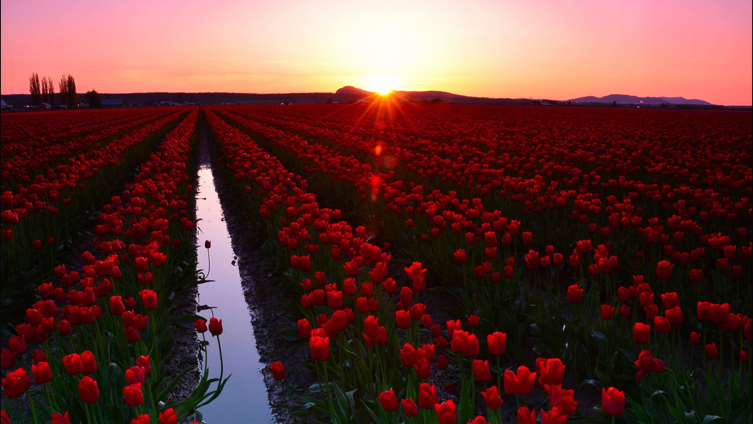red tulip flower field, vibrant red tulips, glowing sunset, 2K Desktop Wallpaper