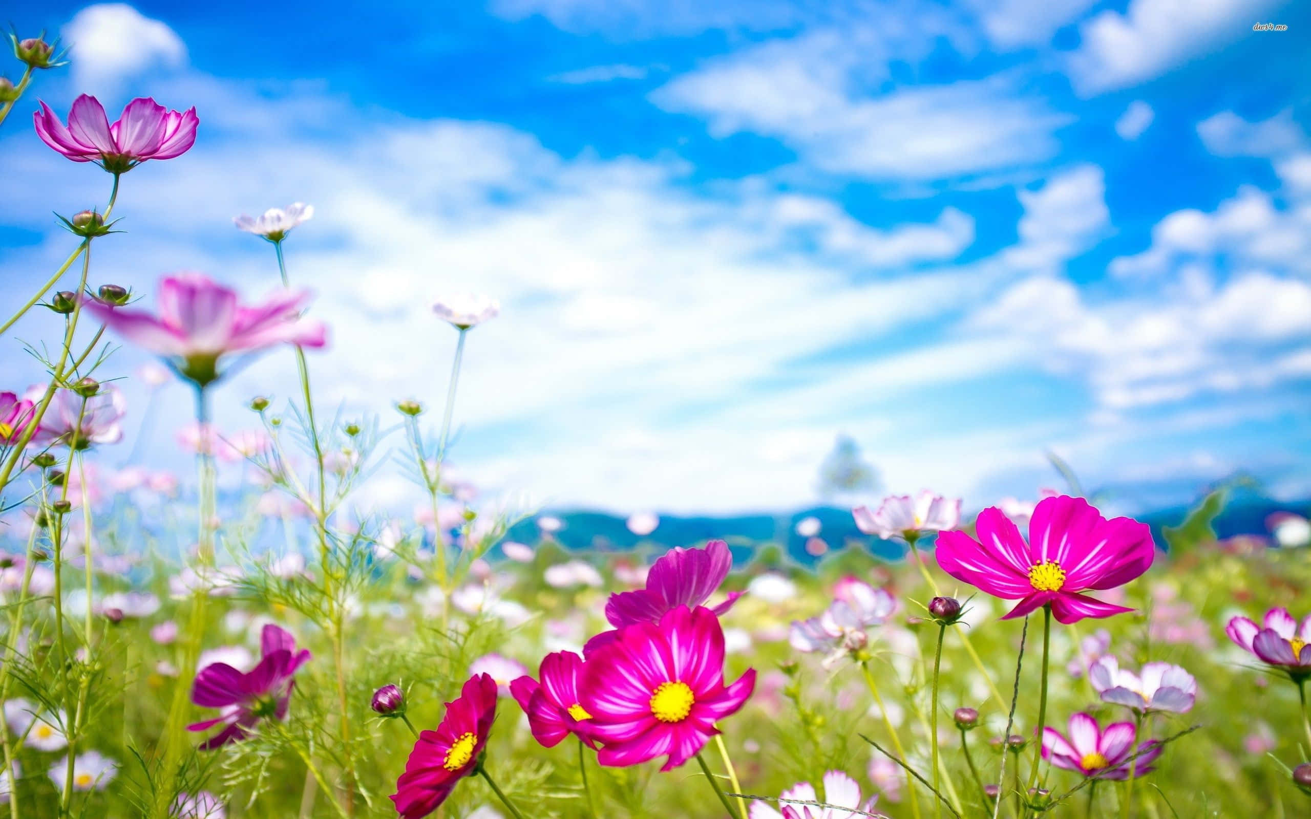 pink cosmos flowers, sunlit meadow, bright blue sky, 2K Desktop Wallpaper