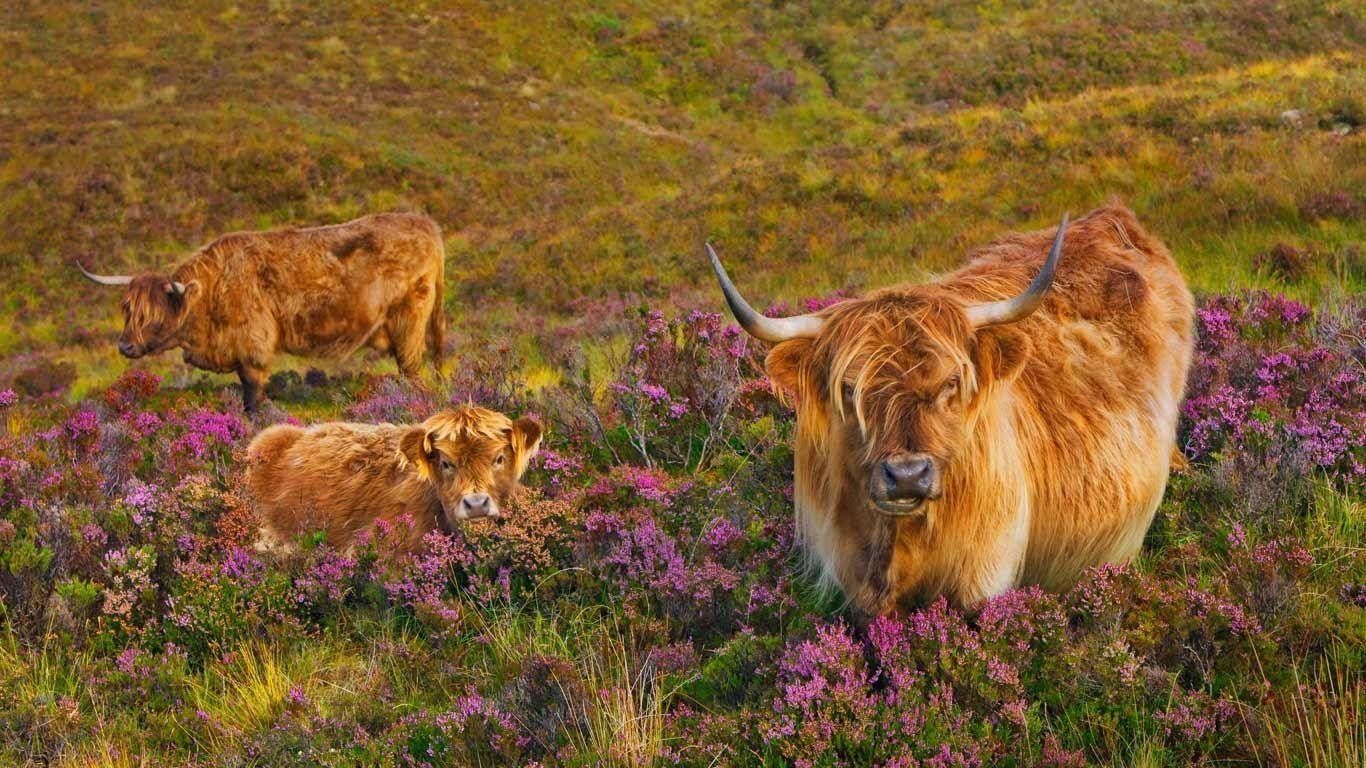 Highland cow, vibrant purple heather, sunlit hillside, HD Desktop Wallpaper