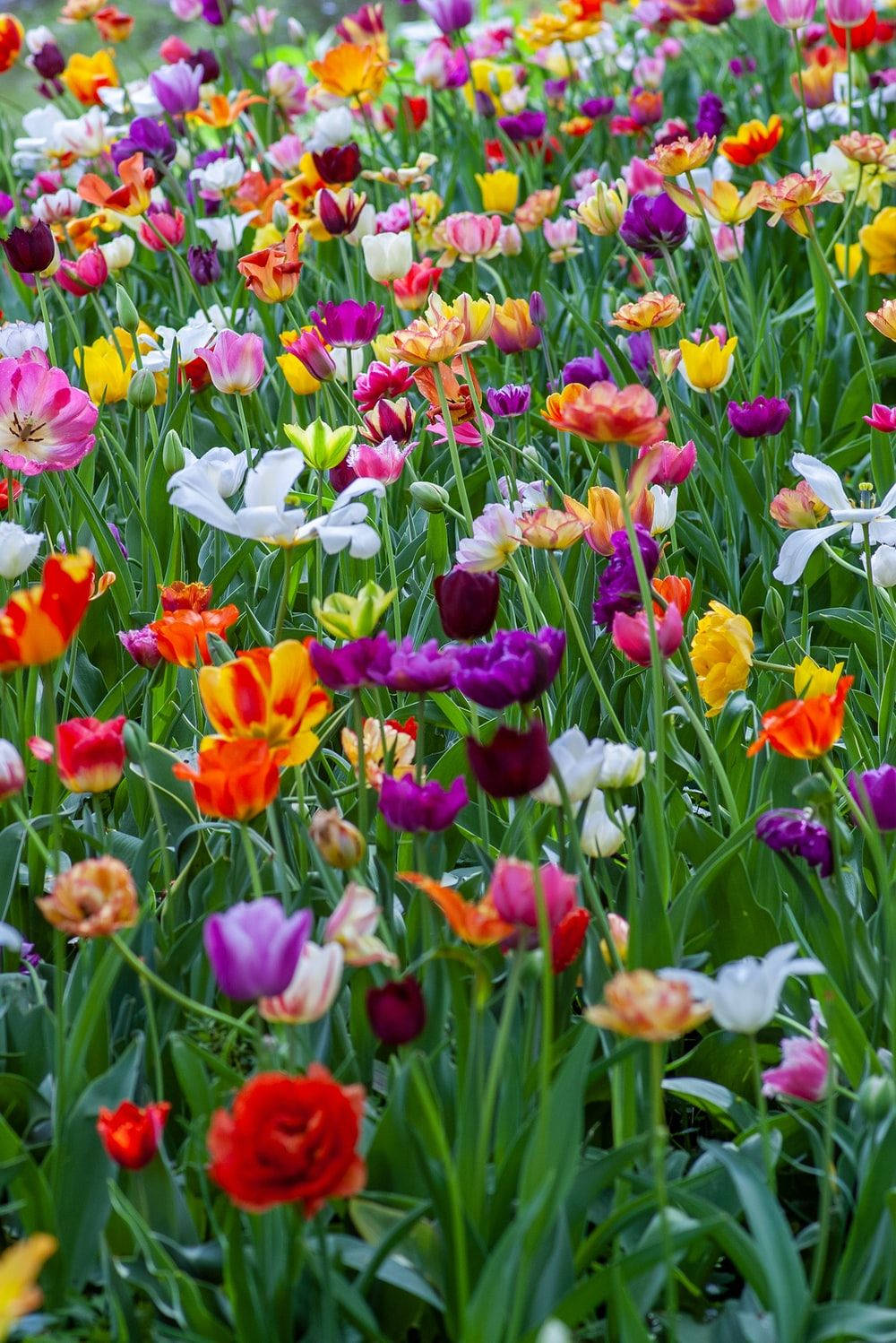 colorful, beautiful, flower field, HD Phone Wallpaper