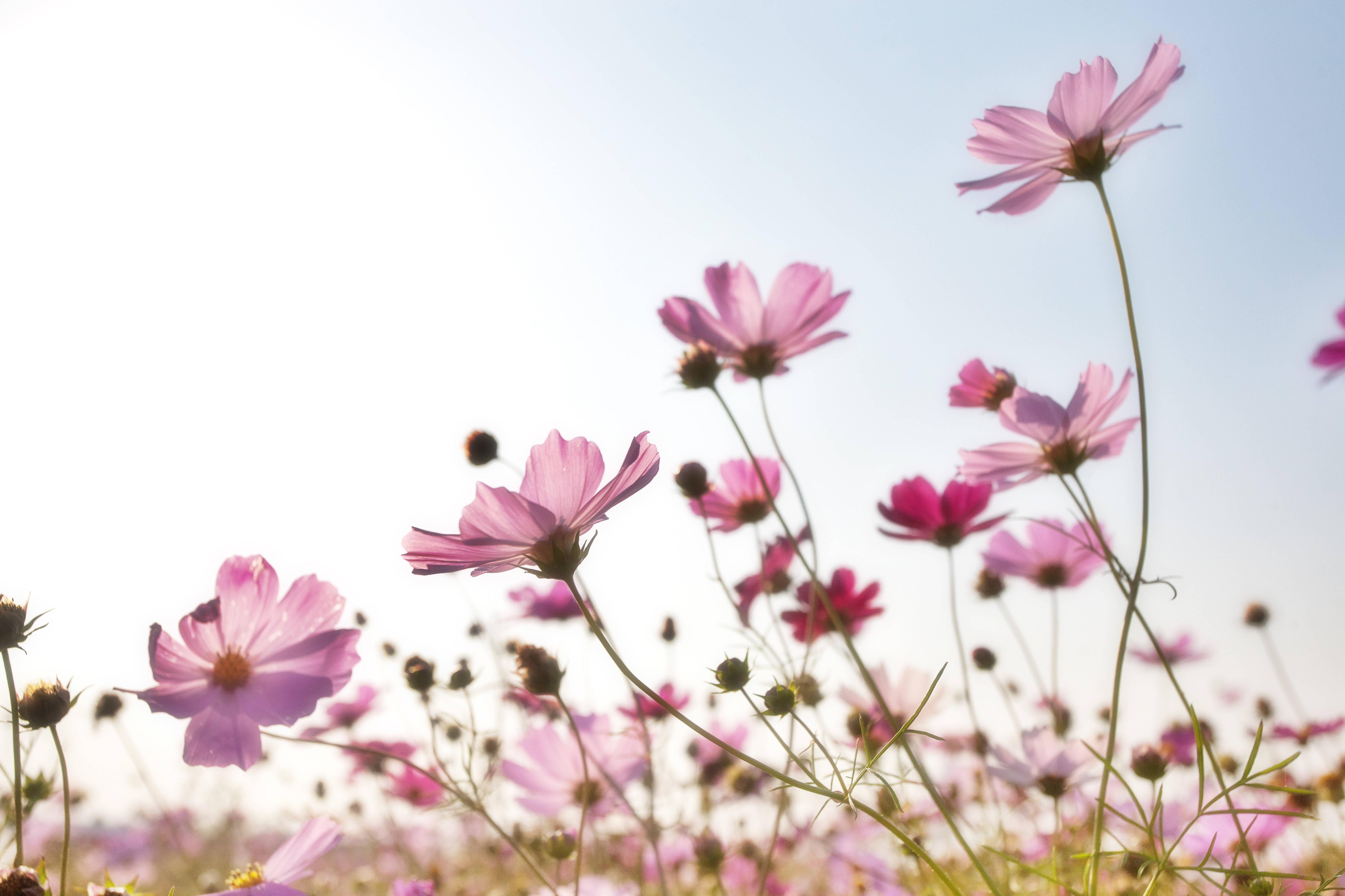 cosmos flowers, sunlit field, soft blue sky, 5K Desktop Wallpaper