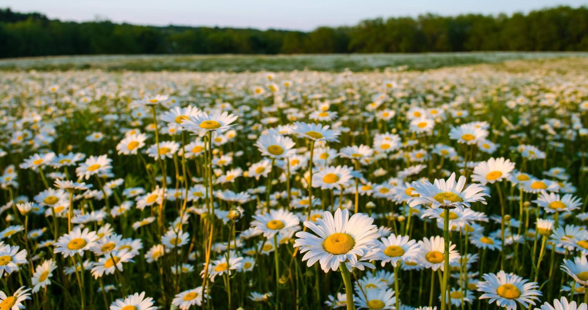 summer daisy flower field, white daisies, yellow centers, Full HD Desktop Wallpaper
