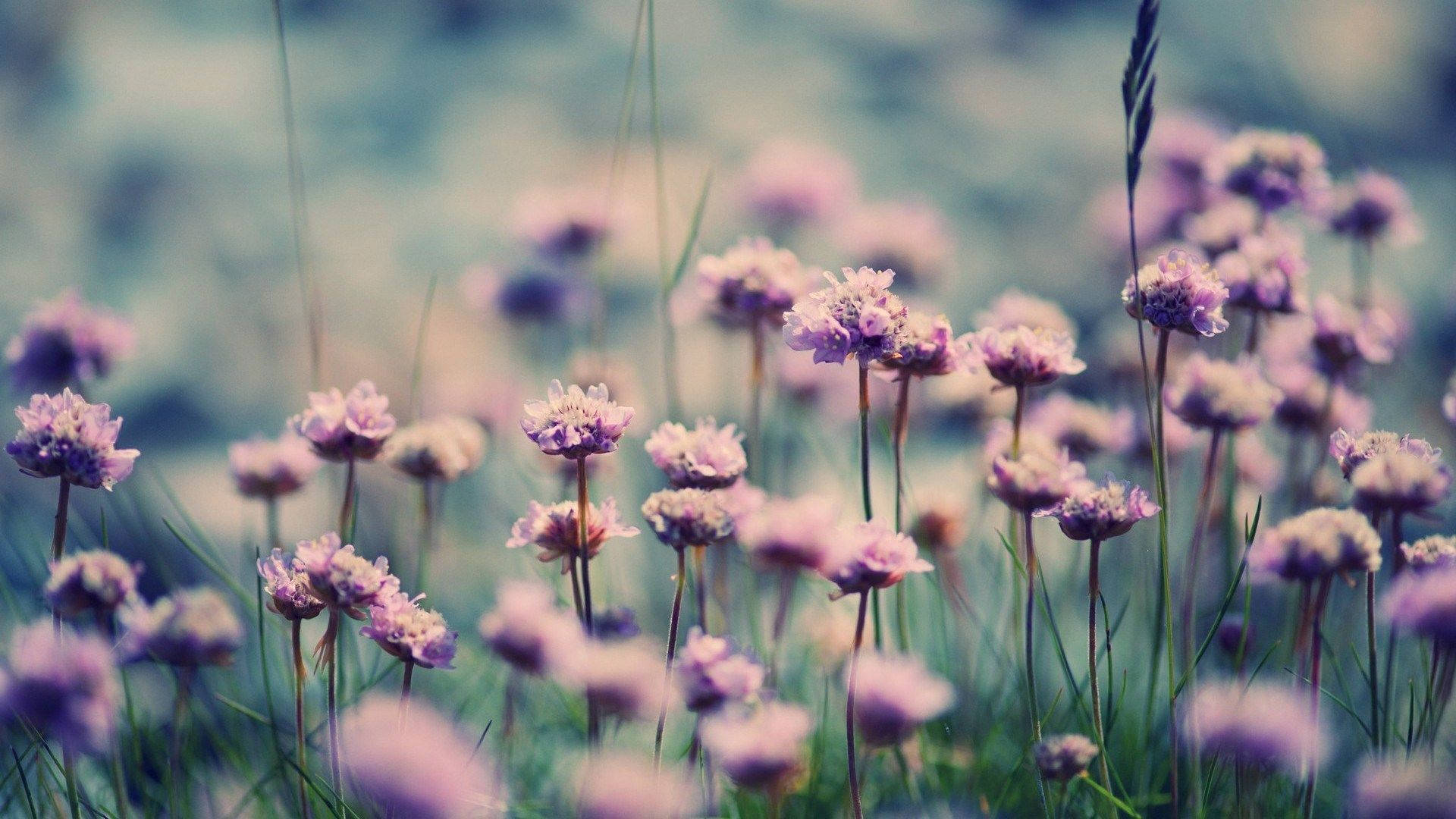 violet field, floral desktop, soft purple sea thrift flowers, Full HD Desktop Wallpaper