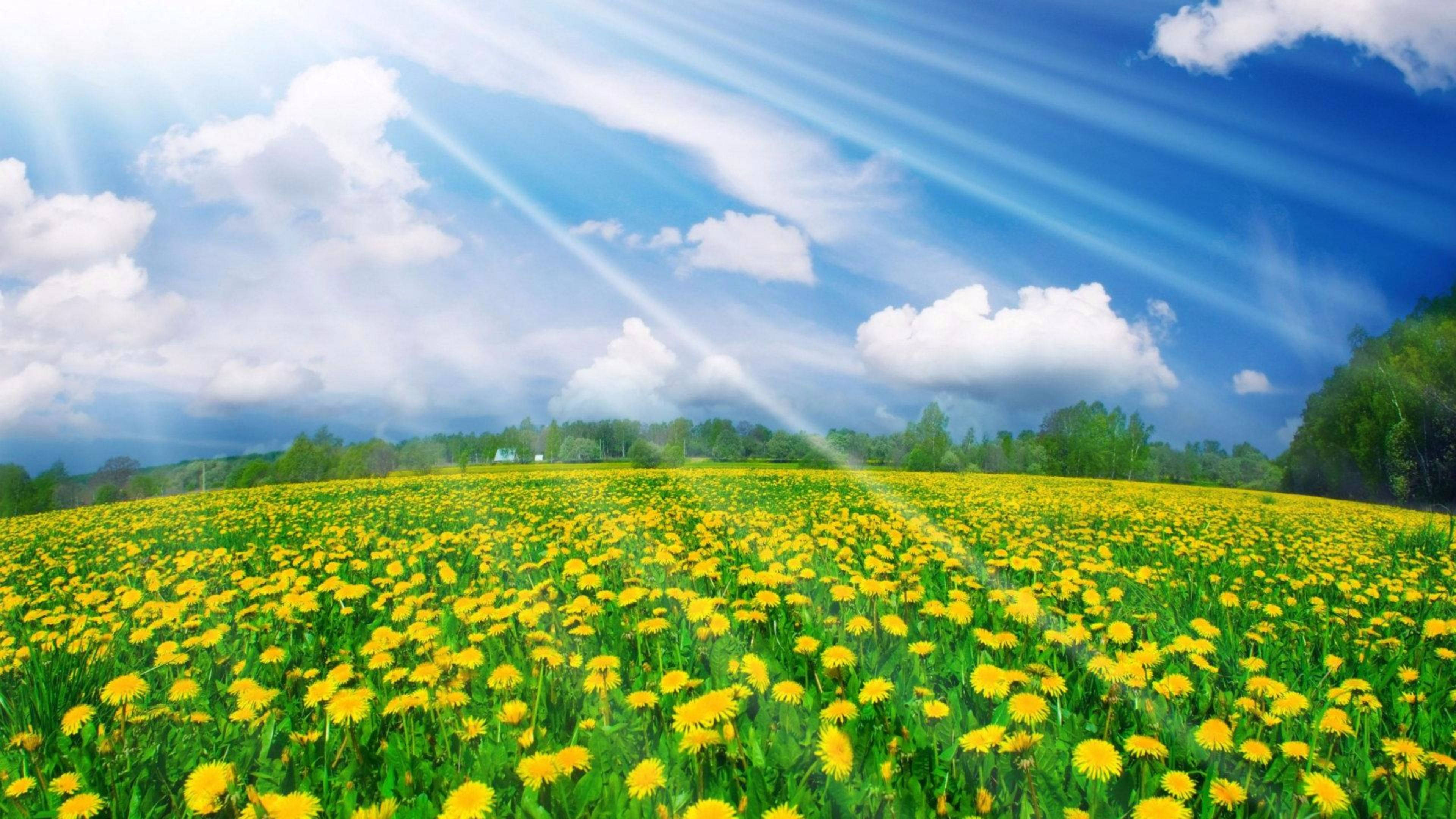 4K, spring, yellow flowers, 4K Desktop Wallpaper