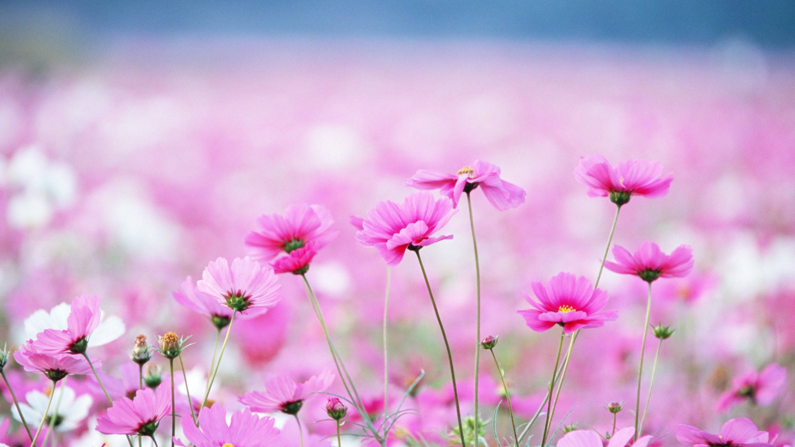 pink cosmos flowers, sunlit field, vibrant pink, 2K Desktop Wallpaper