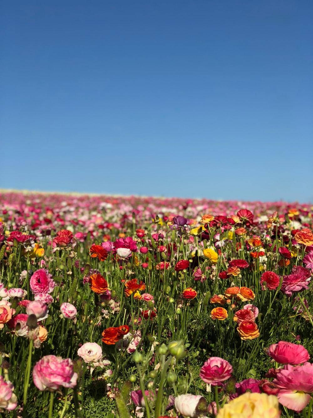 colorful ranunculus blooms, clear blue sky, bright sunny day, HD Phone Wallpaper