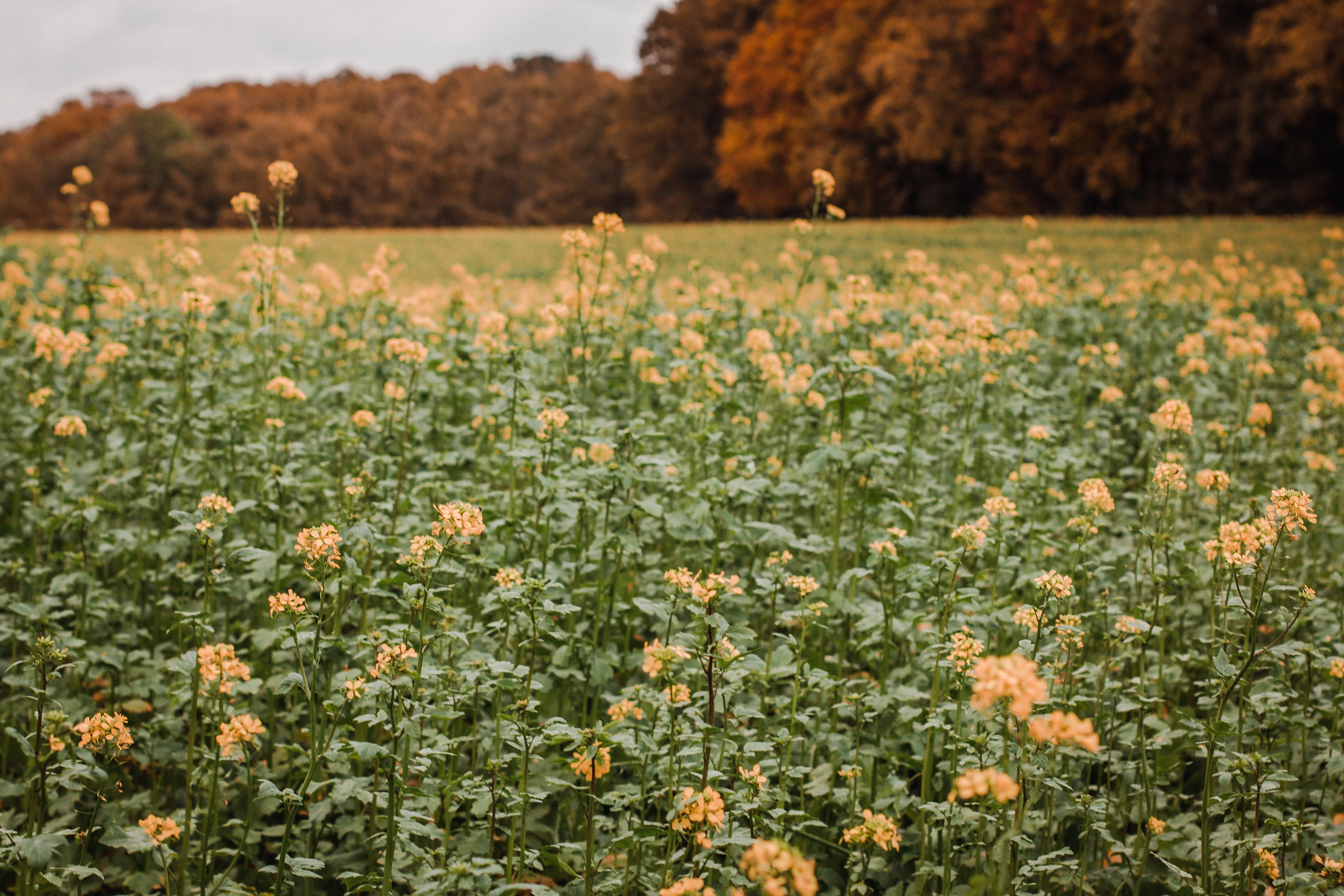yellow flowers, autumn forest, overcast sky, 5K Desktop Wallpaper