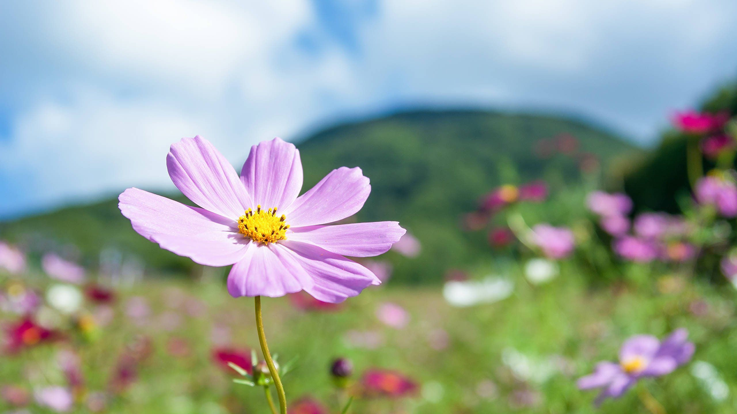 2560x1440, spring cosmos, purple, 2K Desktop Wallpaper