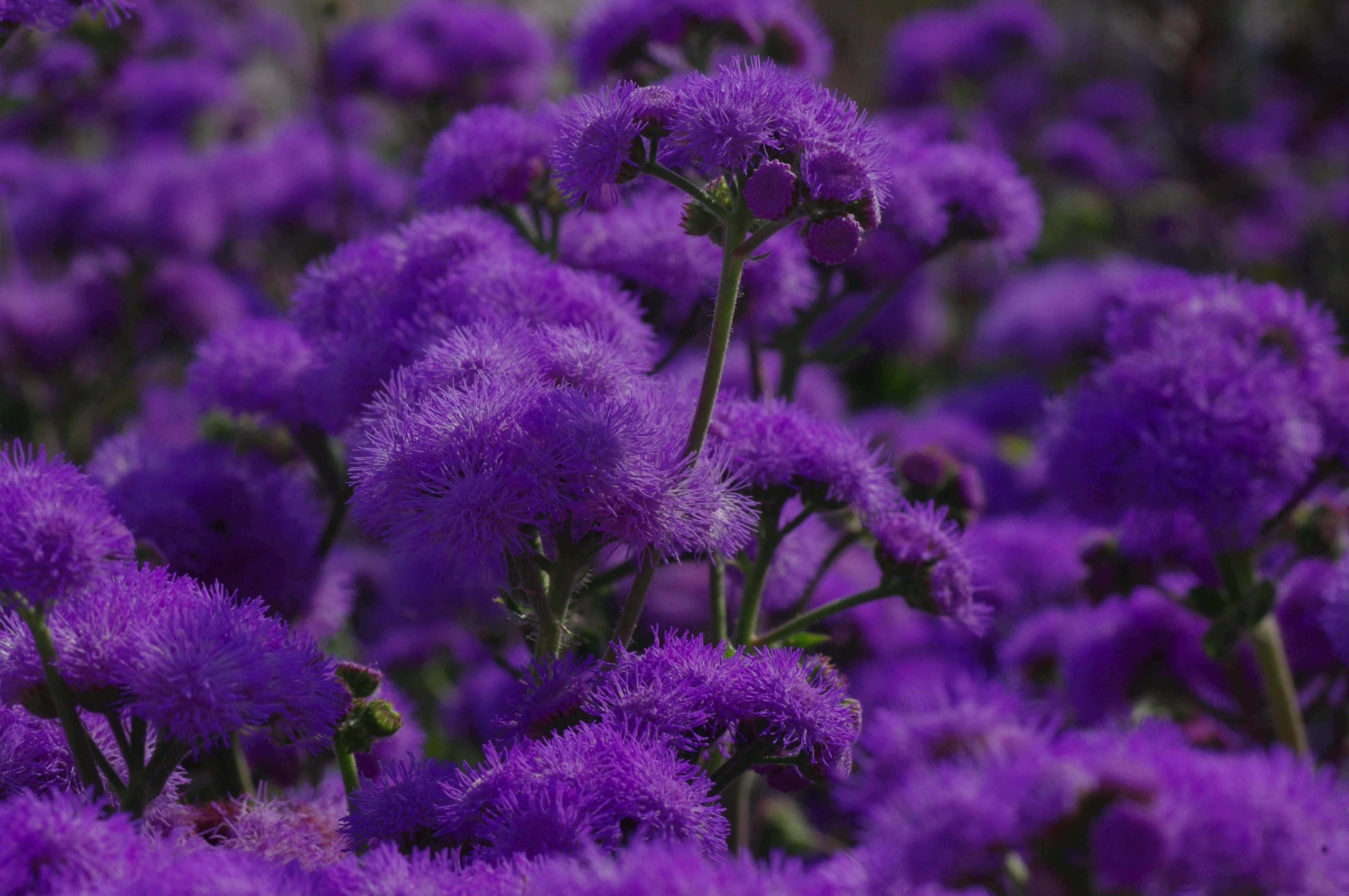 blue purple desktop, Dreamy Vibe, fluffy purple flowers, 4K Desktop Wallpaper