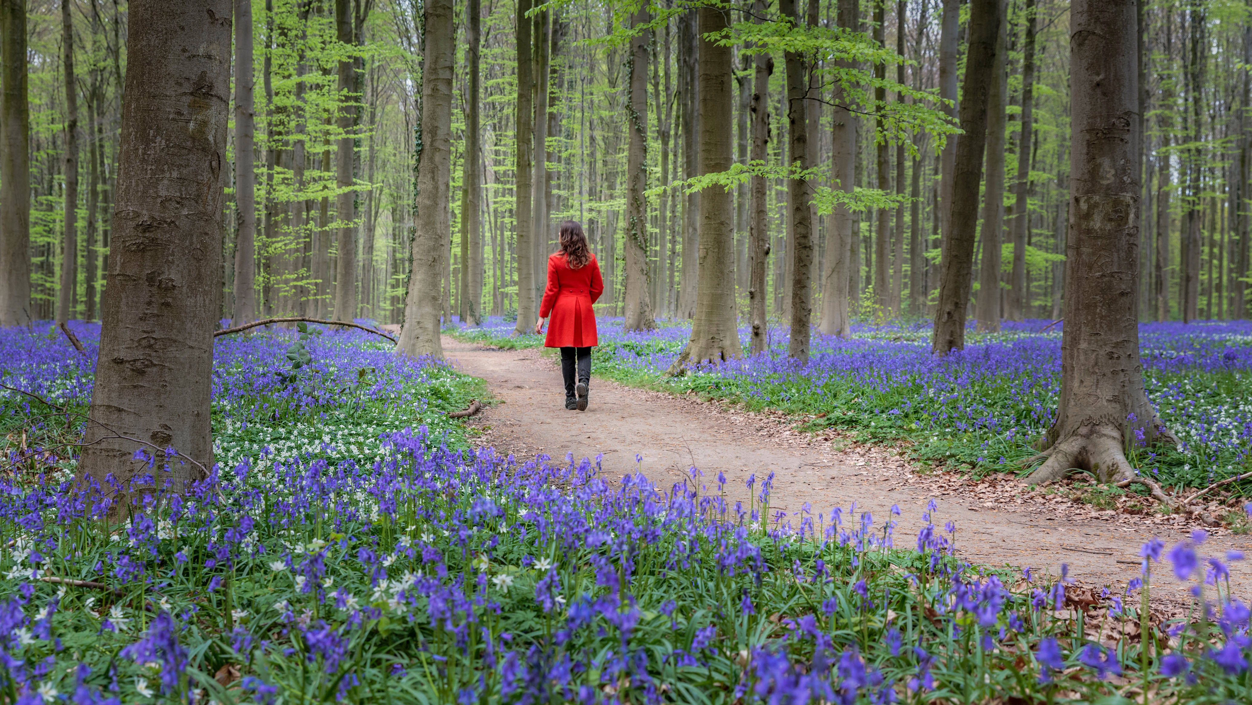 red coat, bluebell flower field, forest path, 4K Desktop Wallpaper