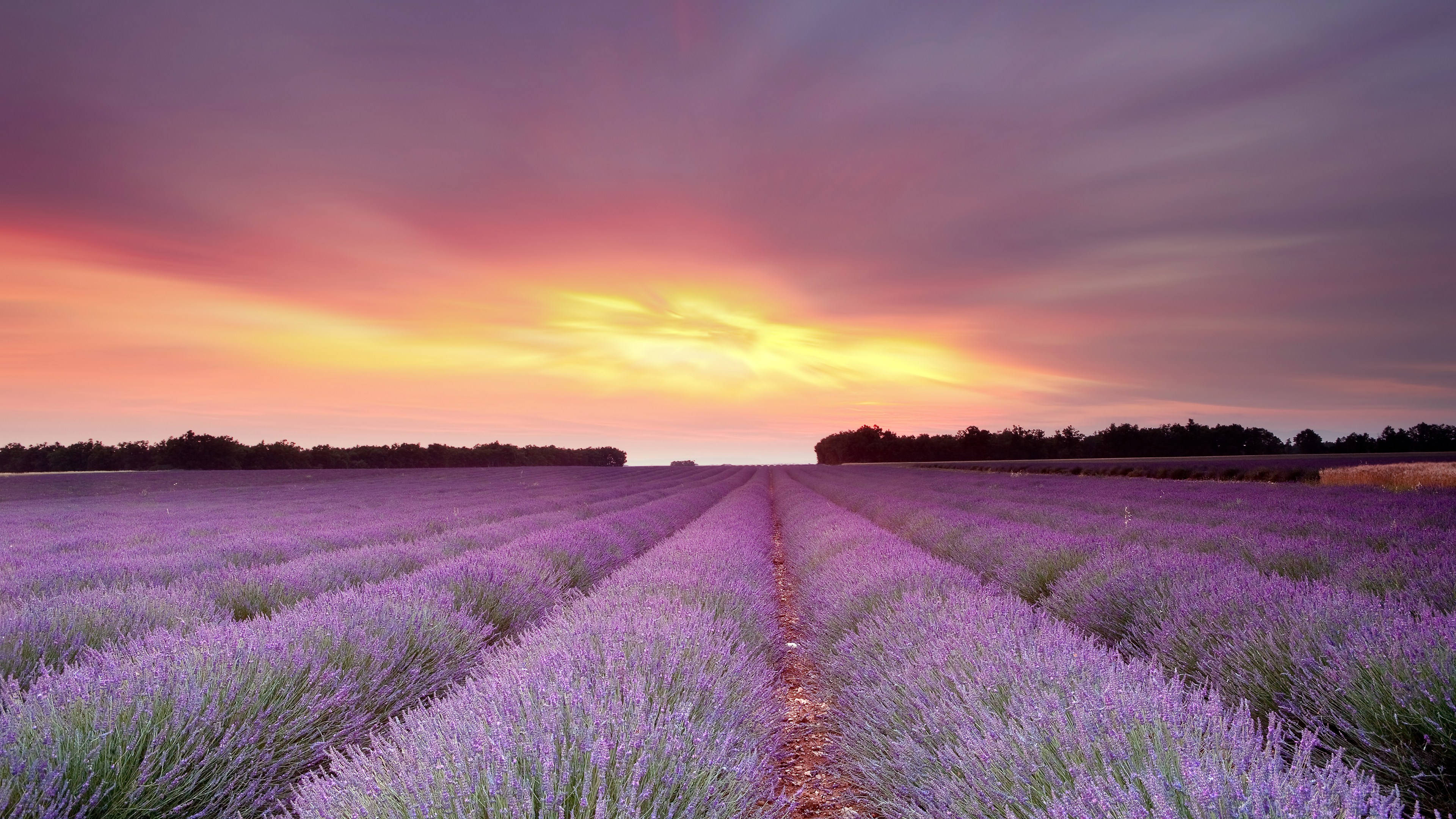 lavender, vibrant sunset sky, pink orange, 4K Desktop Wallpaper