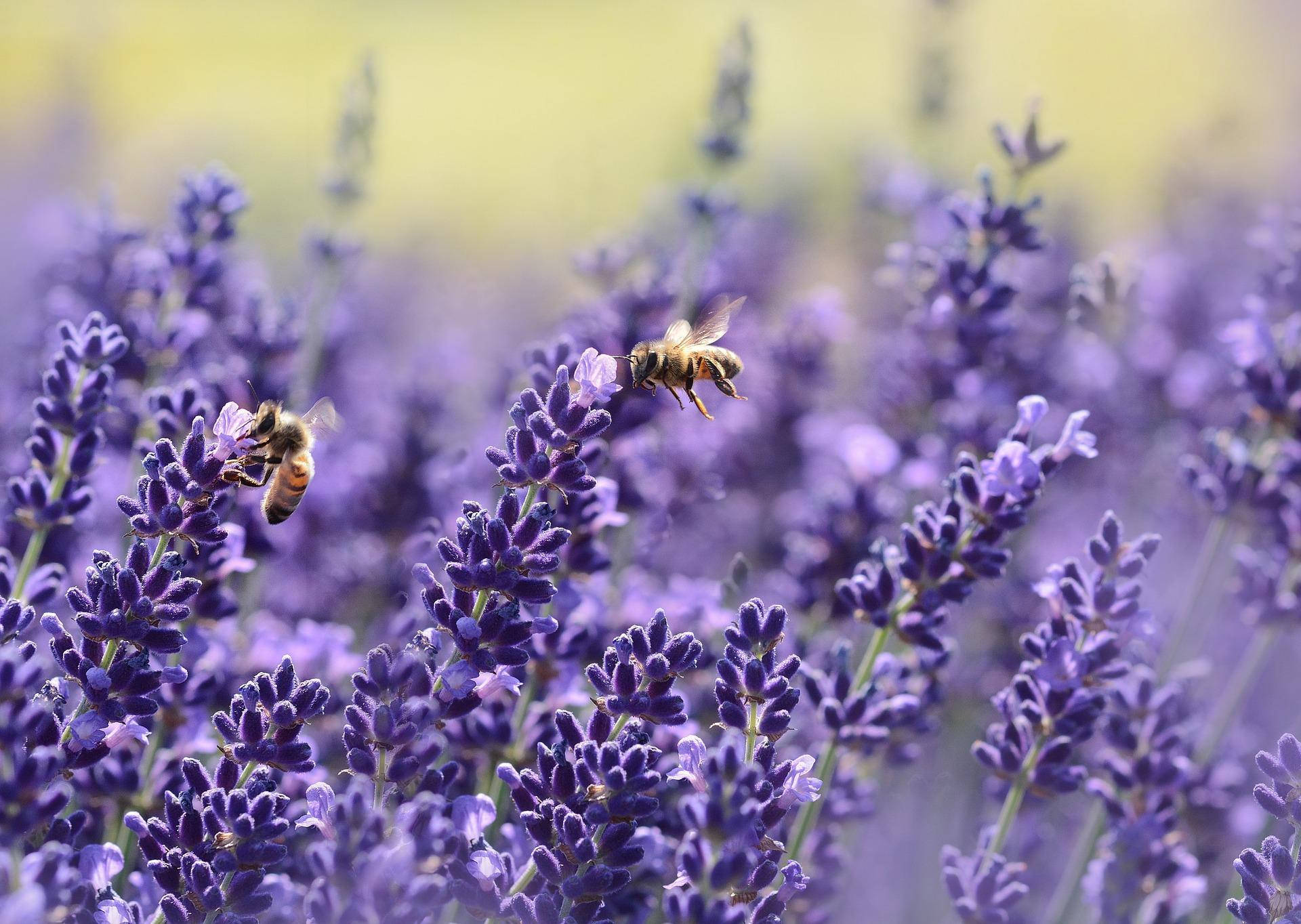 bees, lavender, vibrant purple, Full HD Desktop Wallpaper
