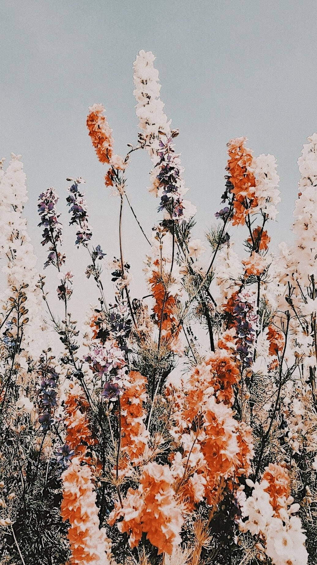 desaturated flowers aesthetic, white orange and purple flowers, tall stalks, HD Phone Wallpaper