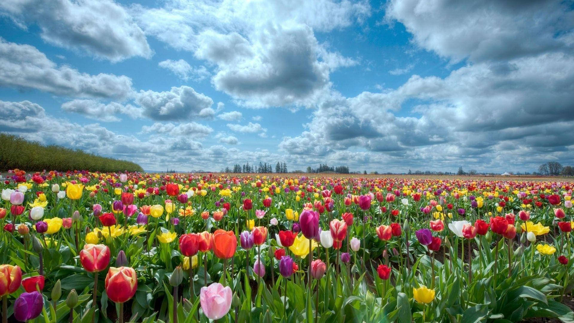 colorful tulips, flower field, dramatic blue sky, Full HD Desktop Wallpaper