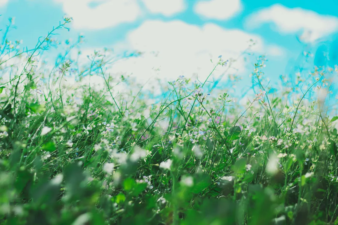 Flower Garden