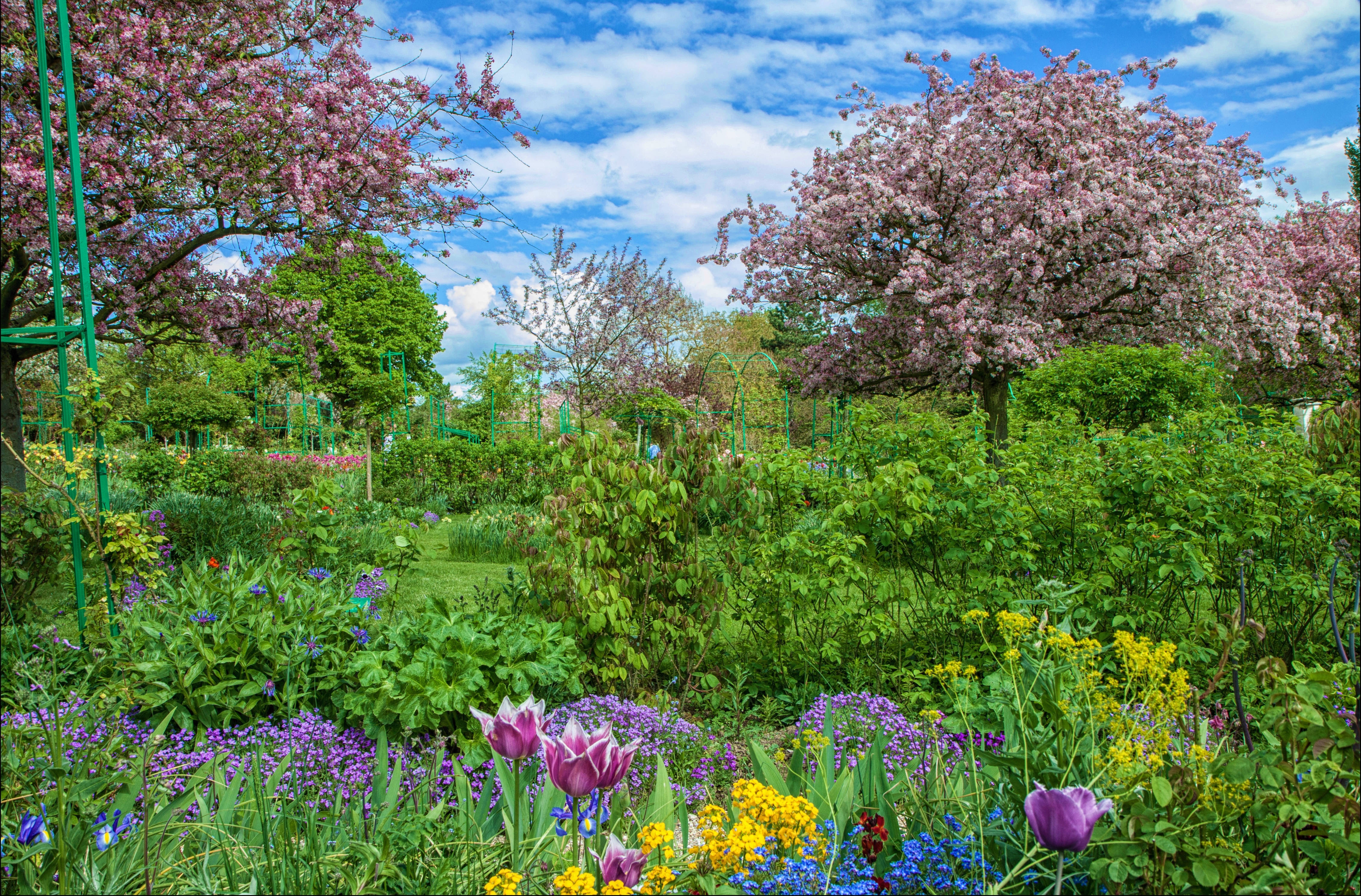 pink cherry blossoms, purple tulips, yellow wildflowers, 4K Desktop Wallpaper