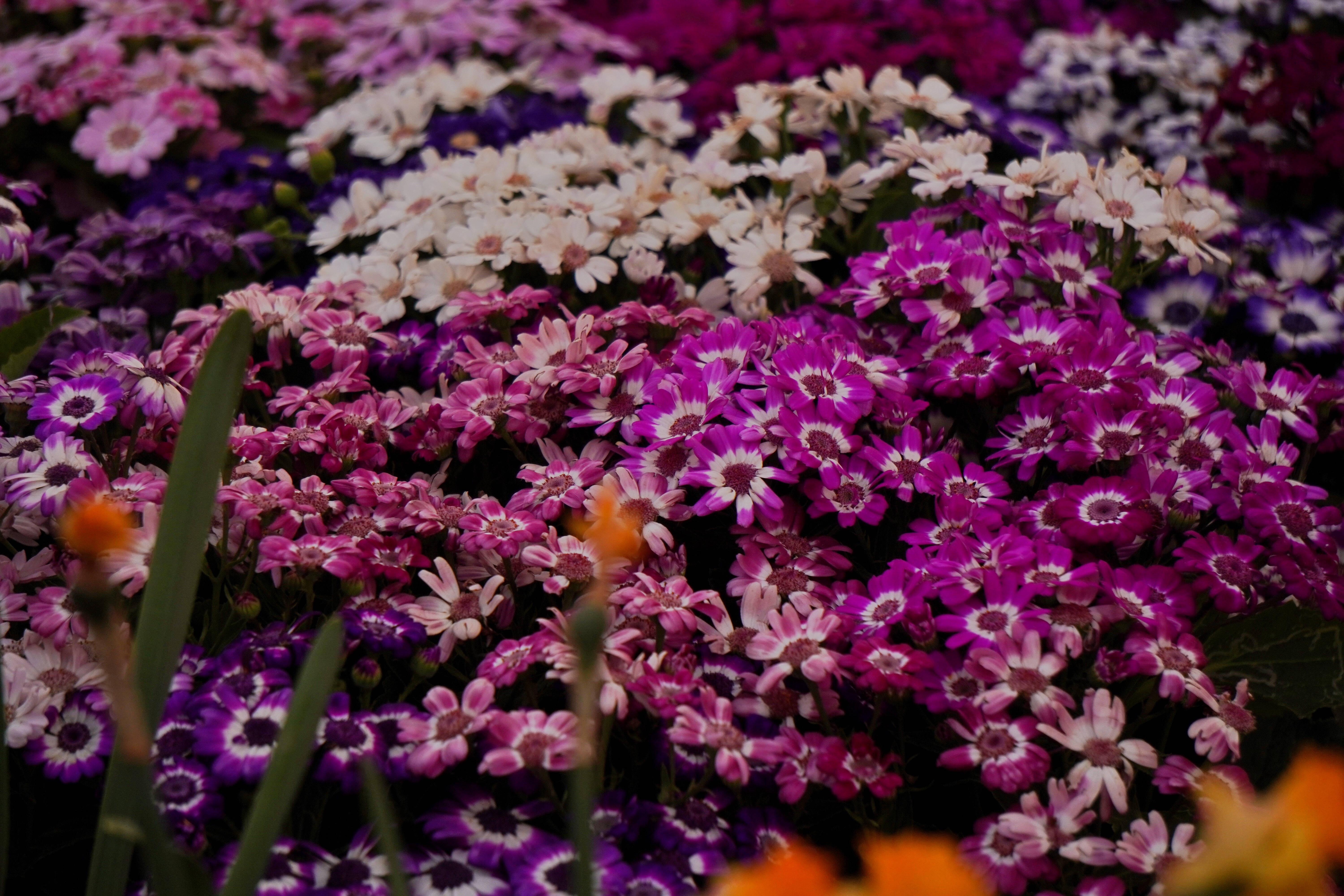 pink and purple flower garden, purple pink and white daisies, dark centers, 5K Desktop Wallpaper
