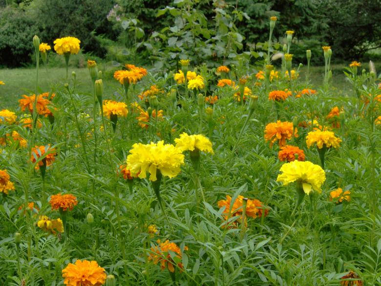 orange yellow blooms, marigolds, sunlit garden, SD Desktop Wallpaper
