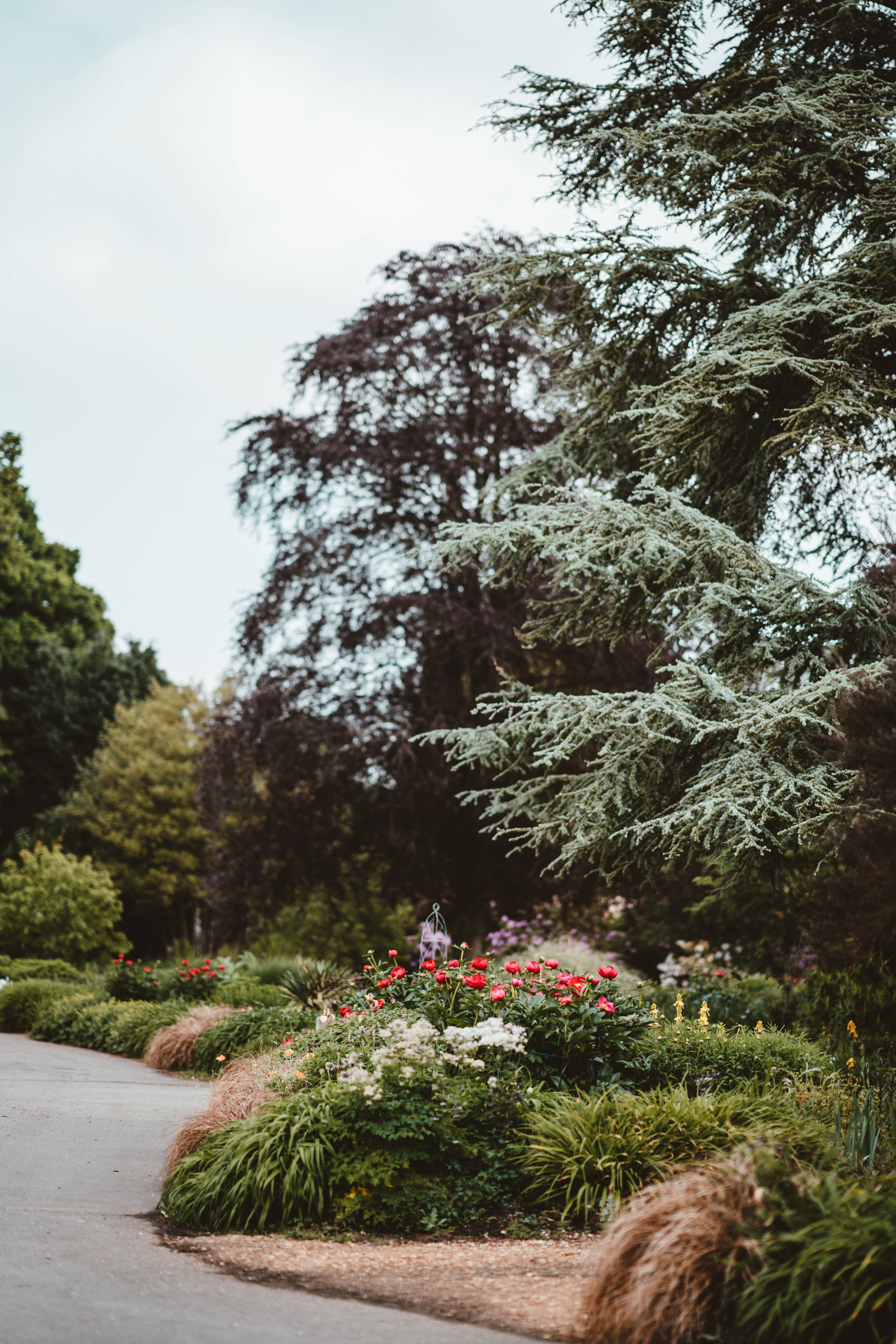simple flower garden, winding garden path, vibrant red and white flowers, 5K Phone Wallpaper