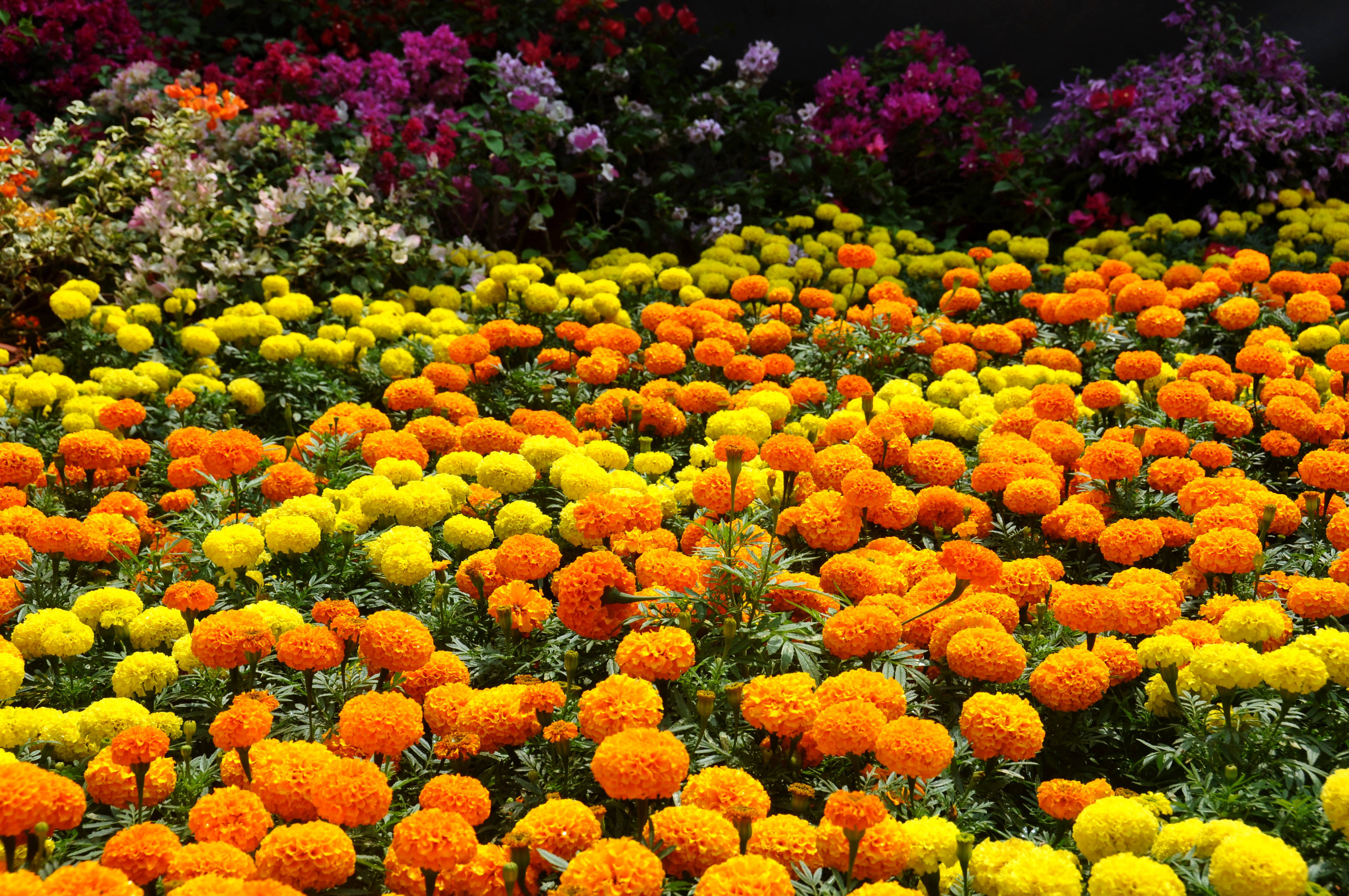 yellow marigolds, orange marigolds, purple flowers, 2K Desktop Wallpaper