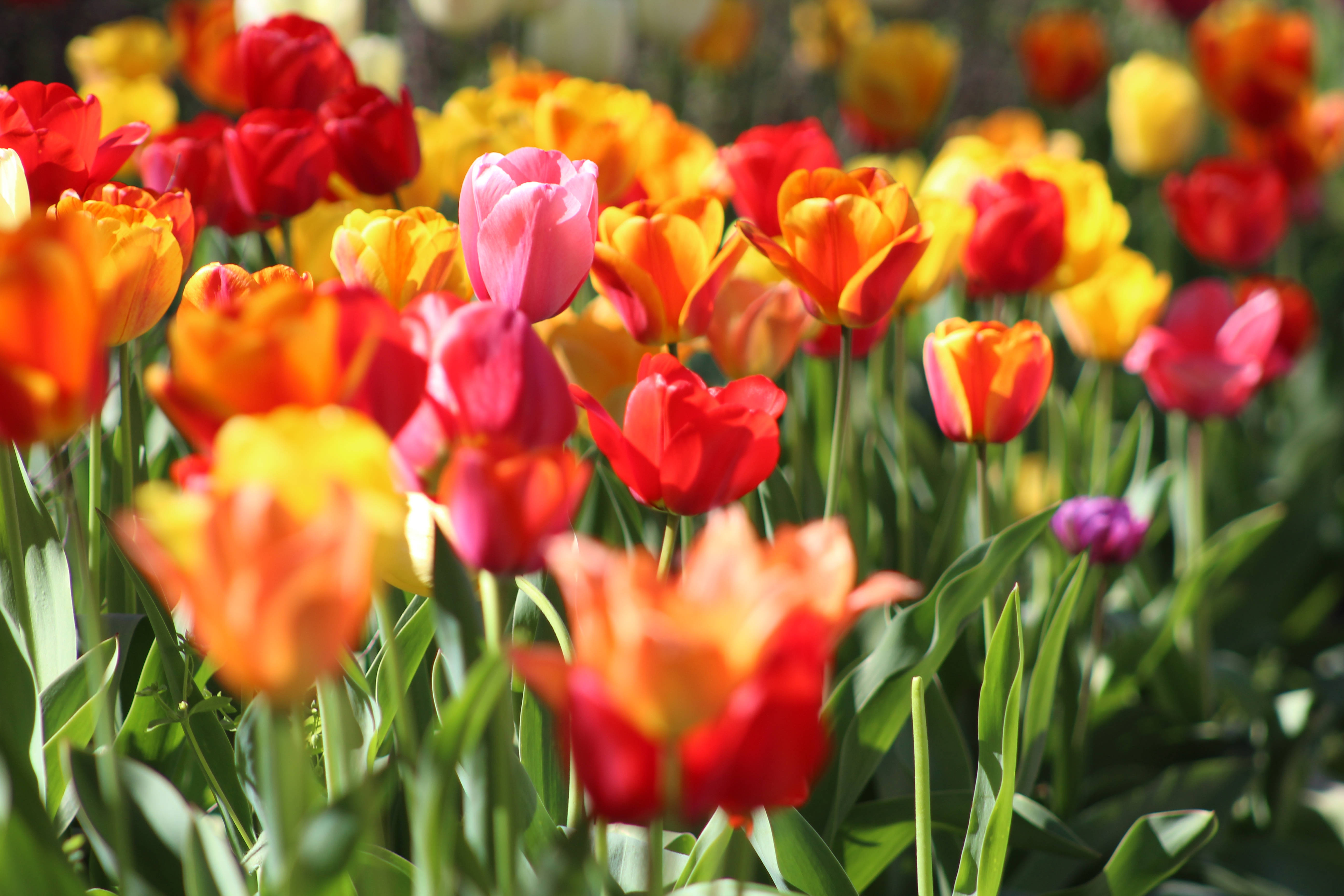 vibrant red orange, pink tulips, sunlit garden, 5K Desktop Wallpaper
