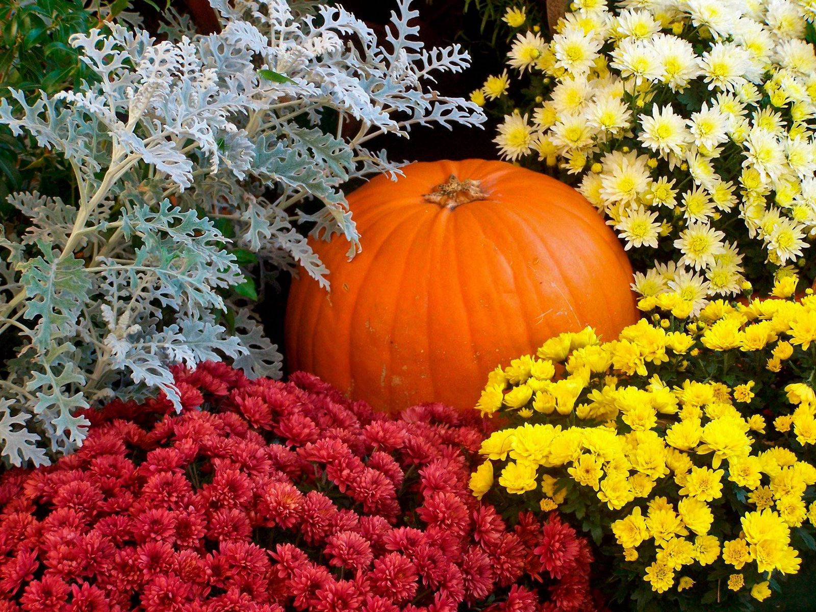flower garden, pumpkin, bright orange, HD Desktop Wallpaper