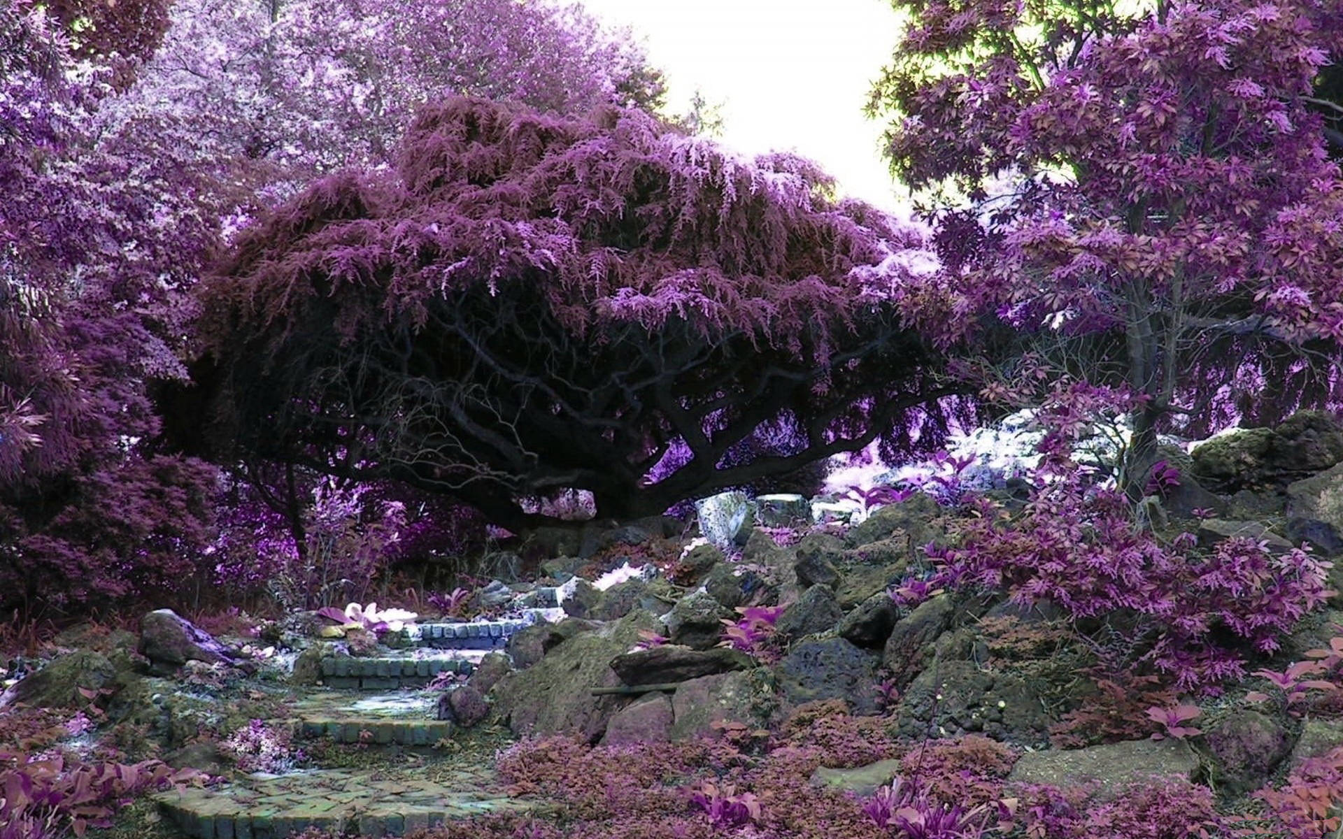 violet flower garden, large tree, vibrant purple foliage, Full HD Desktop Wallpaper