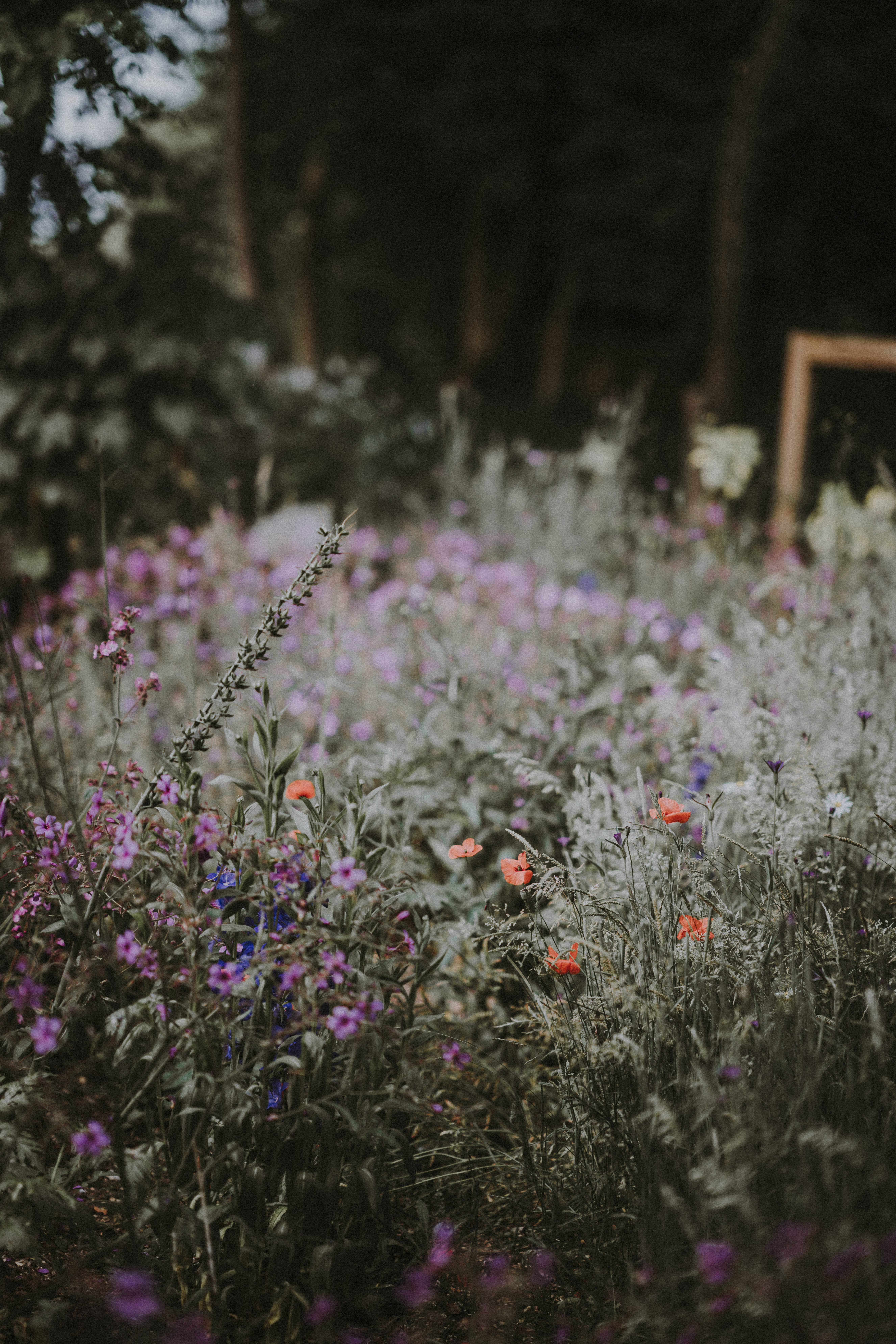 flower garden, purple wildflowers, orange wildflowers, 8K Phone Wallpaper
