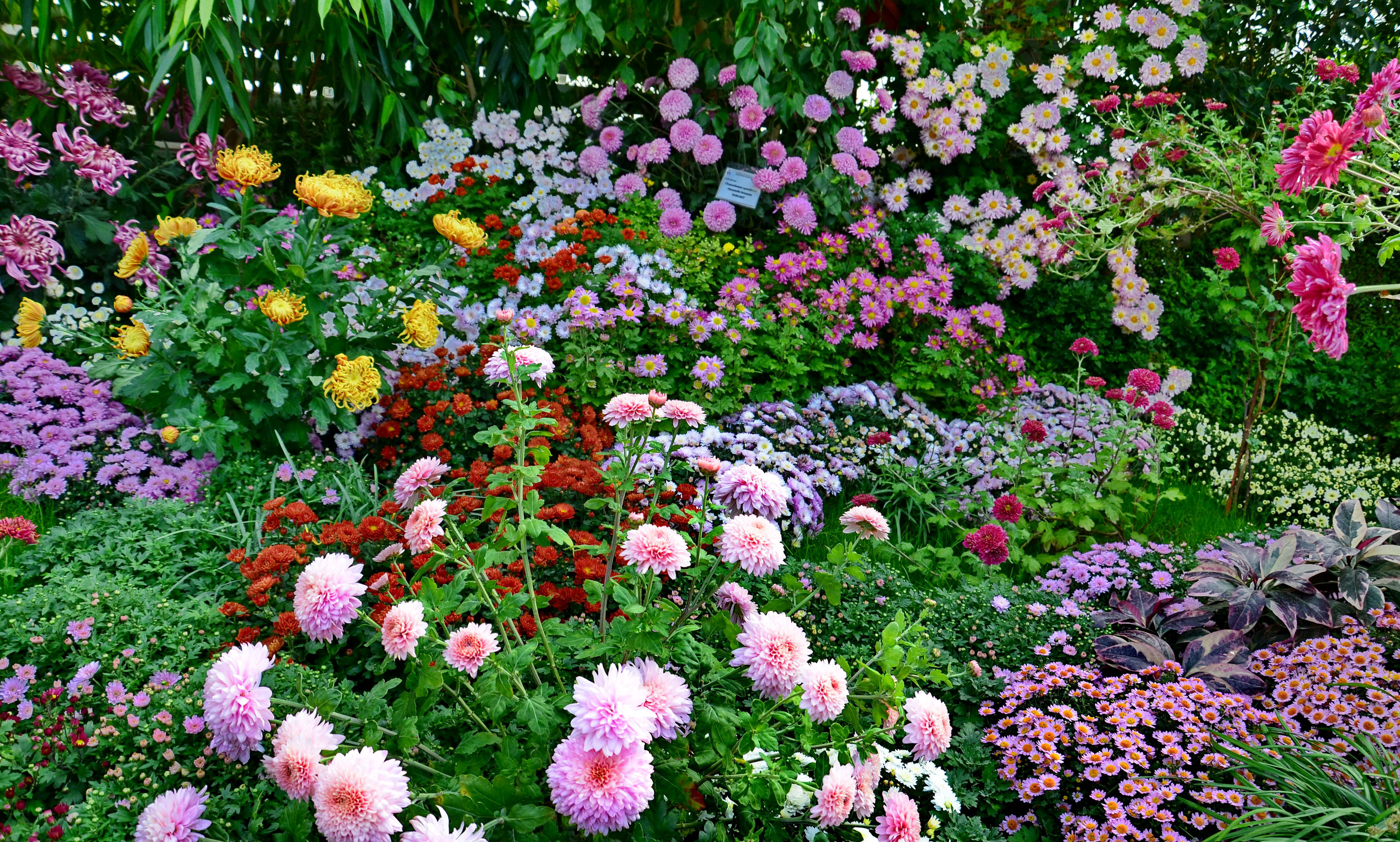 multicolored flower garden, chrysanthemums, full bloom, 2K Desktop Wallpaper