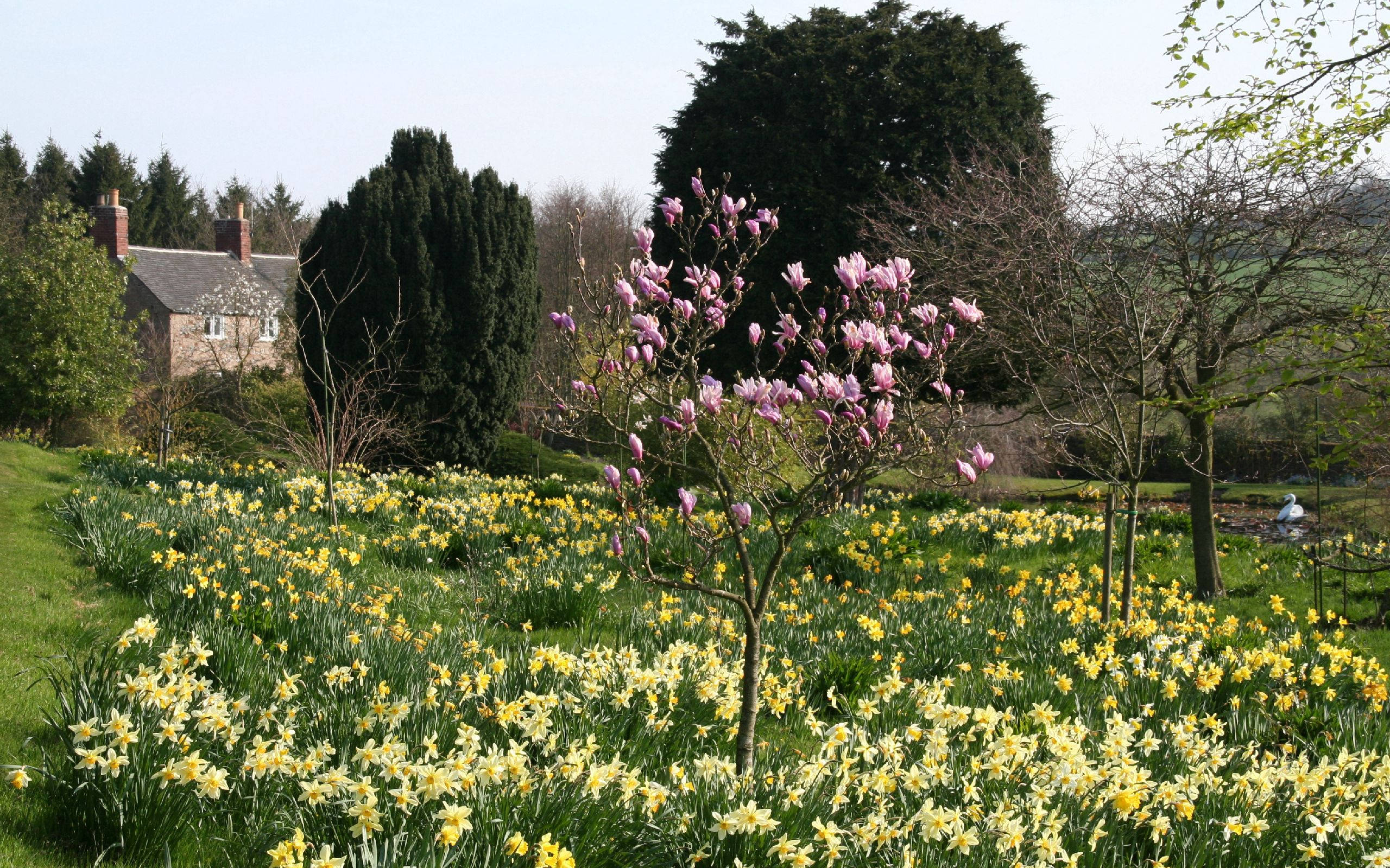 yellow daffodils, pink magnolia tree, stone cottage, 2K Desktop Wallpaper