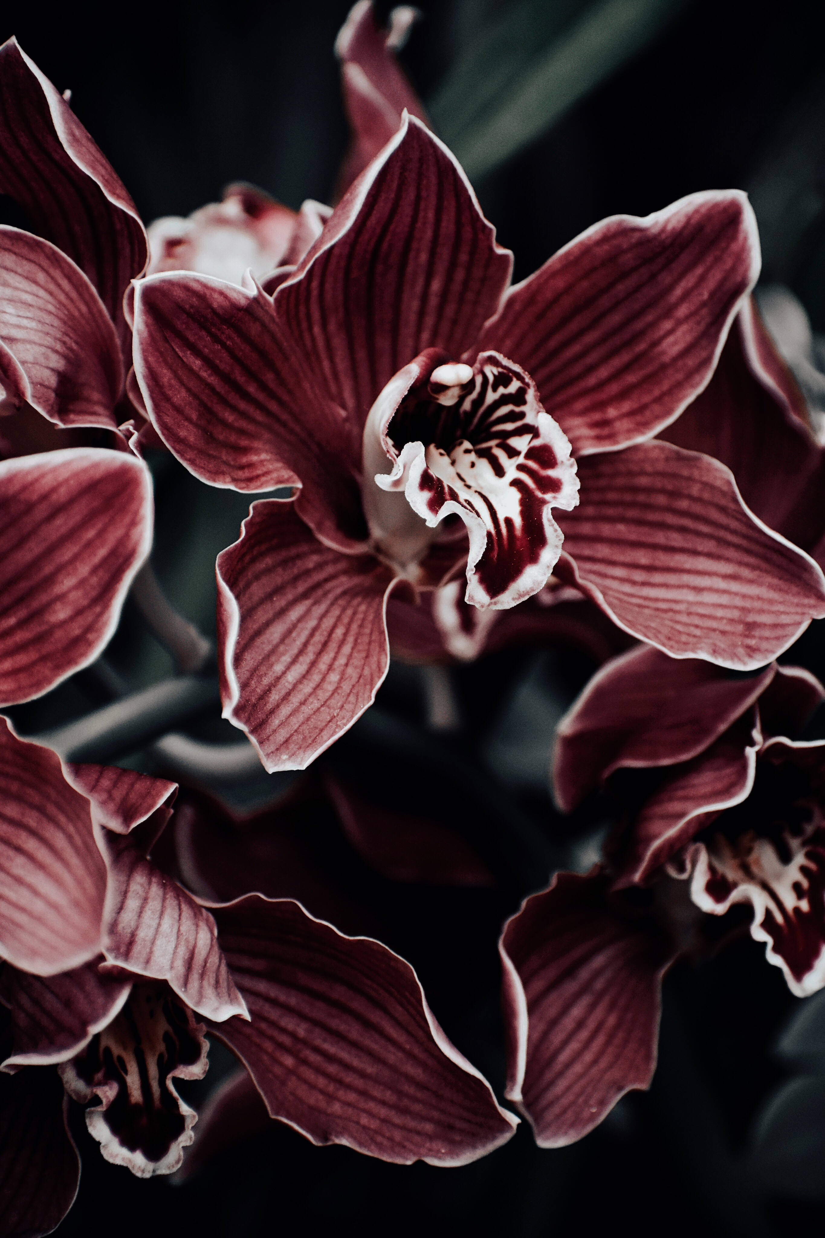 orchid, deep maroon, white-edged petals, 4K Phone Wallpaper
