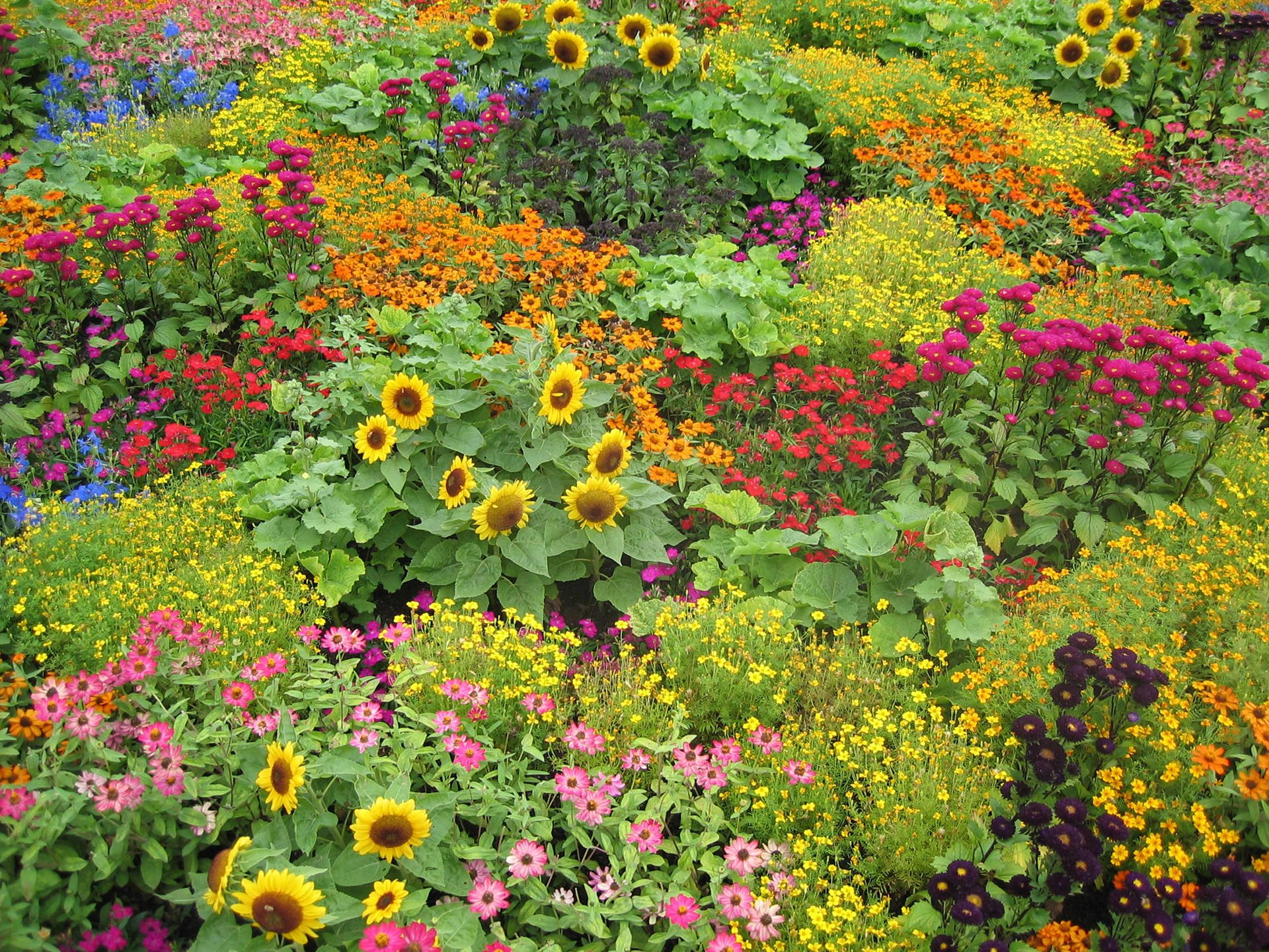 multicolored flower garden, sunflowers, daisies, Full HD Desktop Wallpaper