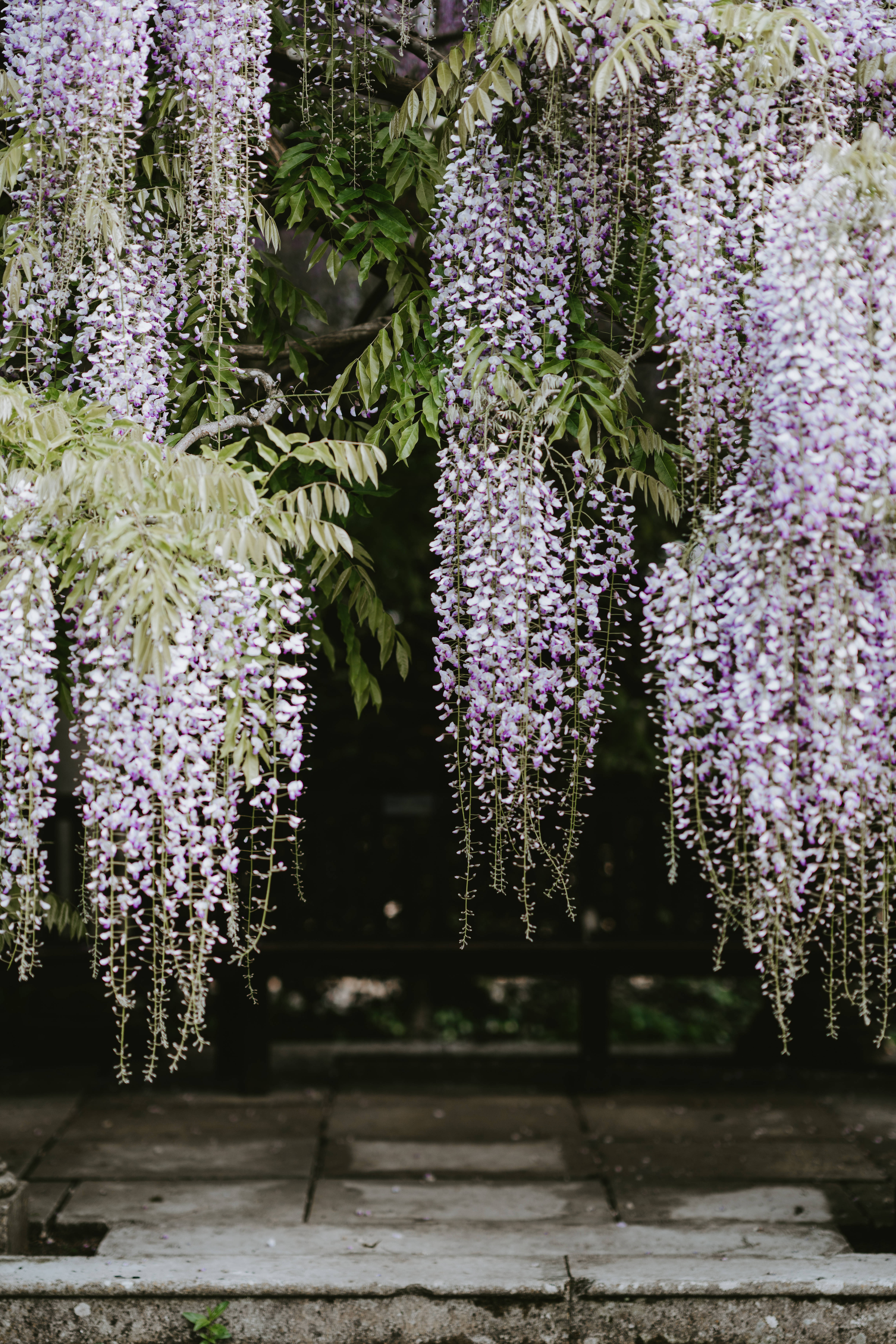 wisteria flower garden, lavender, stone path, 5K Phone Wallpaper