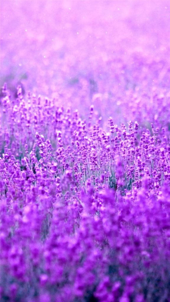 dreamy purple flower garden, lavender blooms, soft purple light, SD Phone Wallpaper