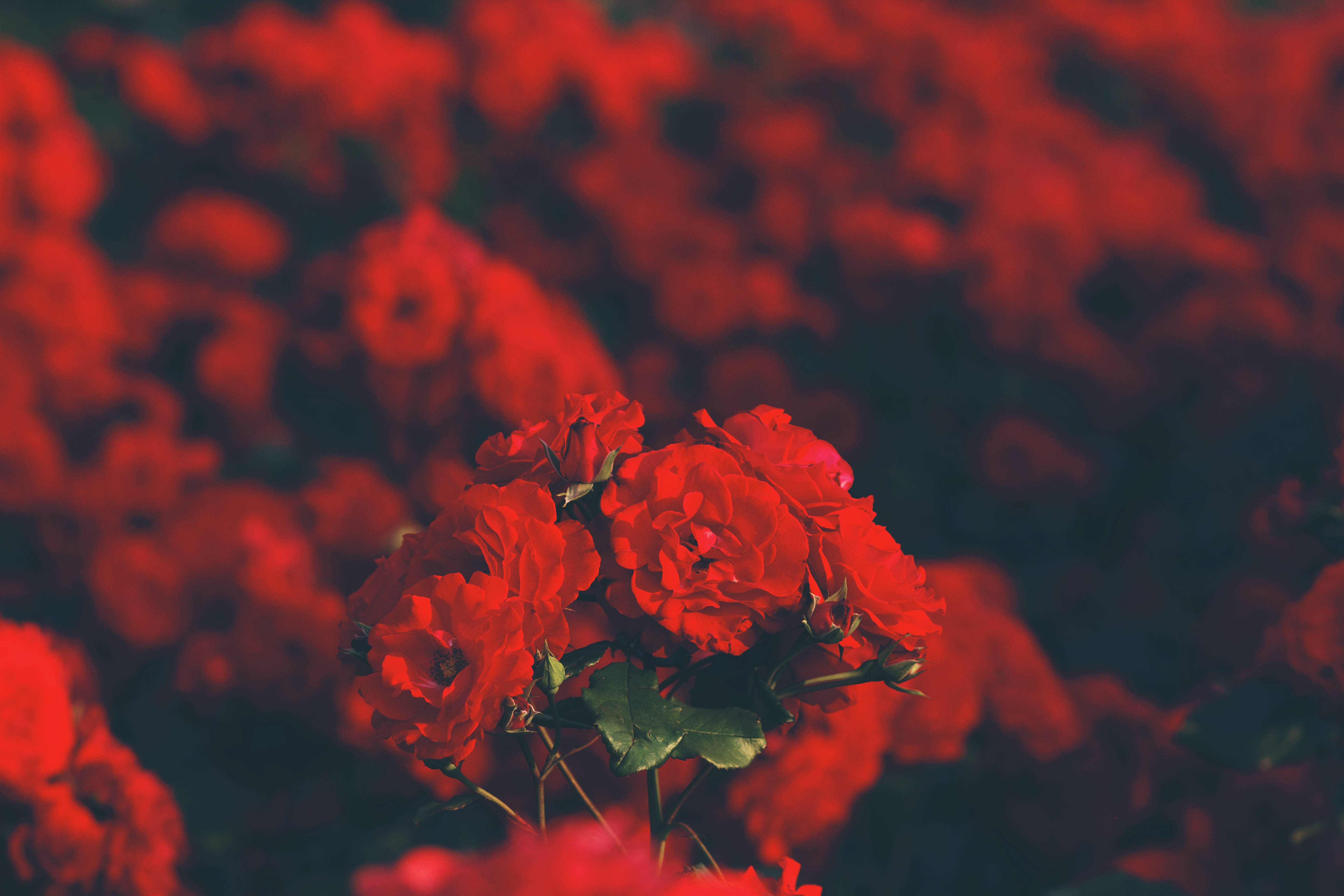 red petals of roses, red roses, soft focus, 5K Desktop Wallpaper