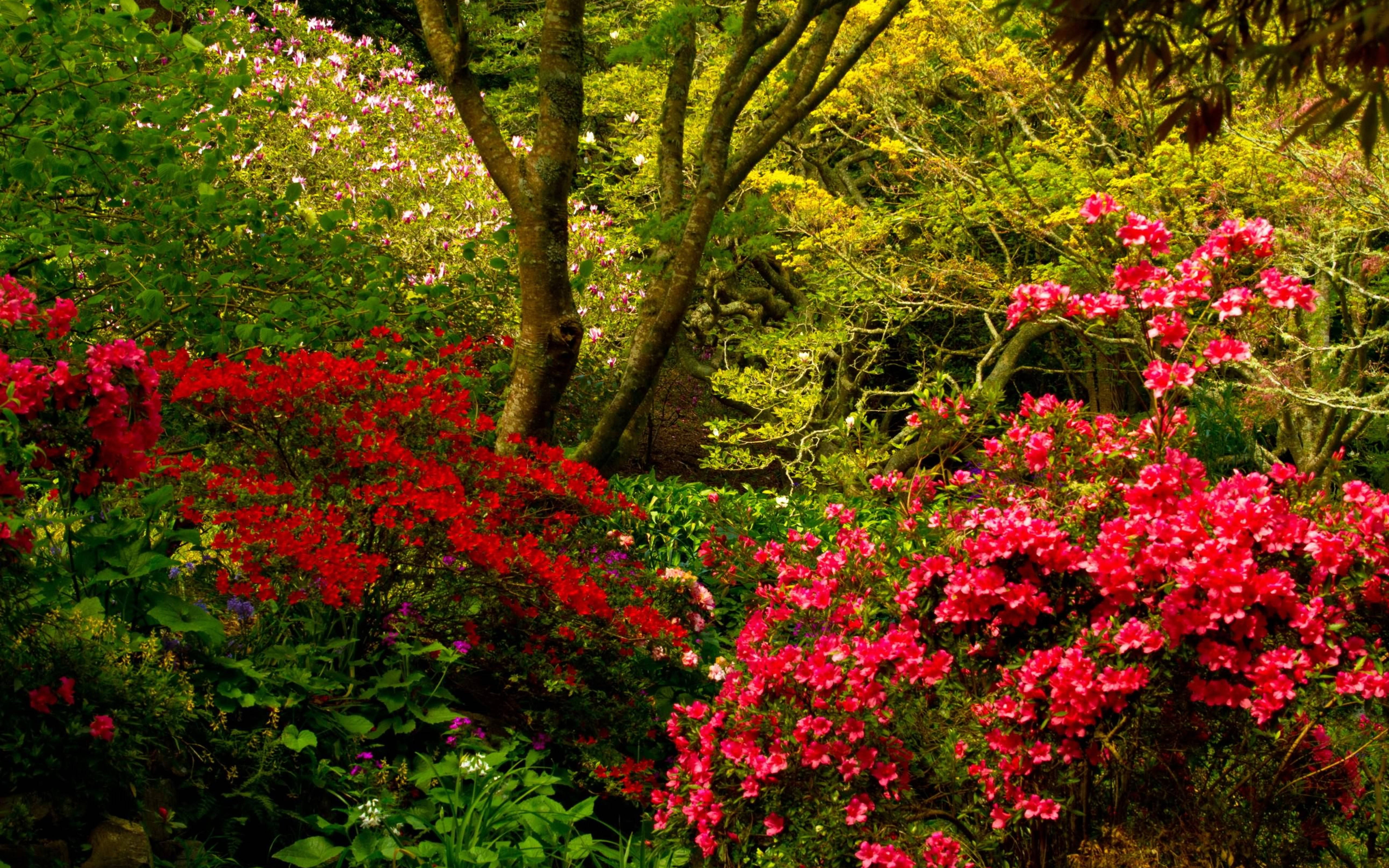 flower garden, pink azaleas, red azaleas, 5K Desktop Wallpaper