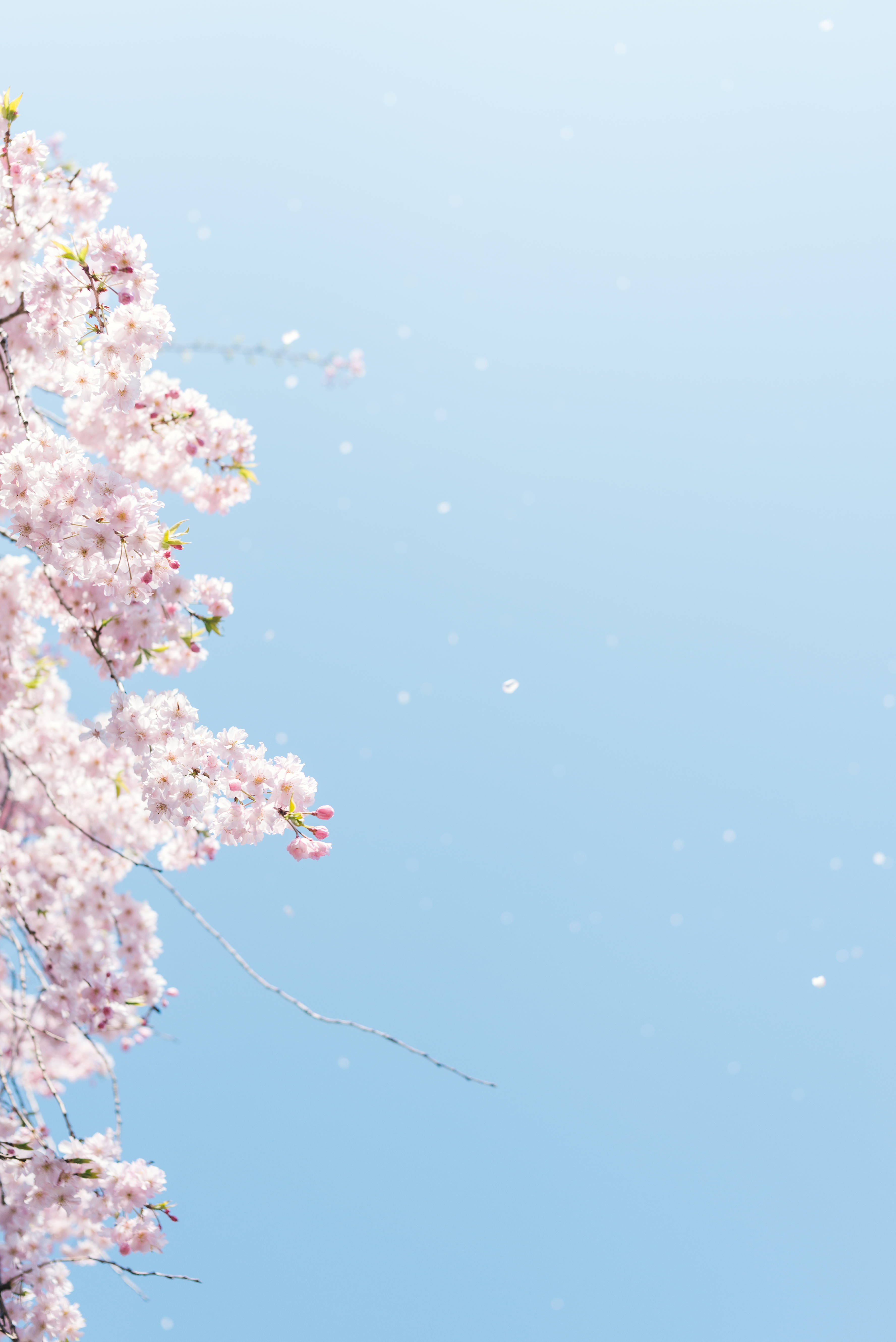 minimalist sakura japan, cherry blossom tree, pink cherry blossoms, 5K Phone Wallpaper