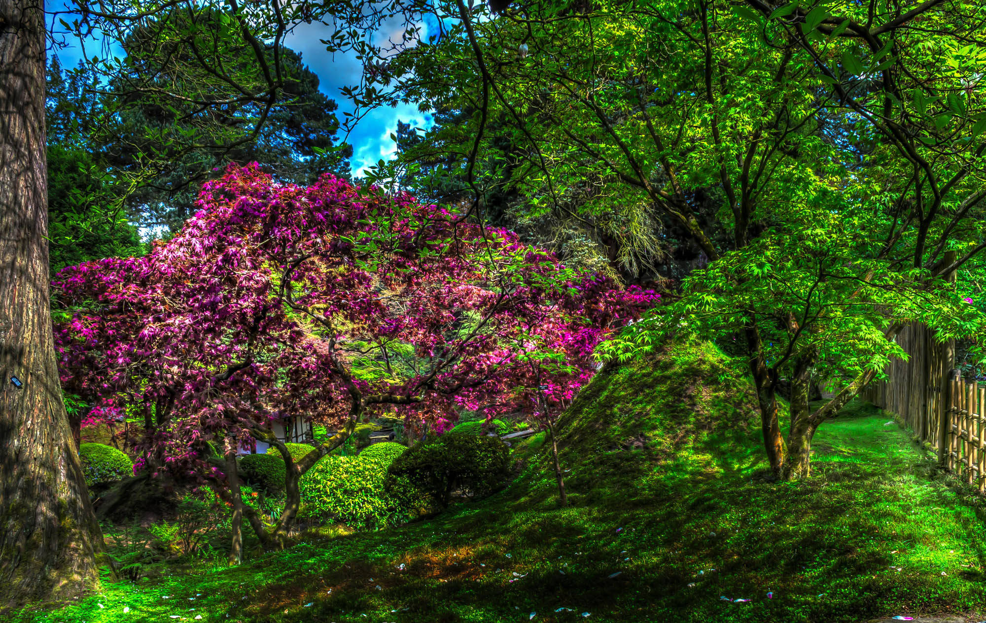 pink flower tree, vibrant magenta flowering tree, lush green foliage, Full HD Desktop Wallpaper