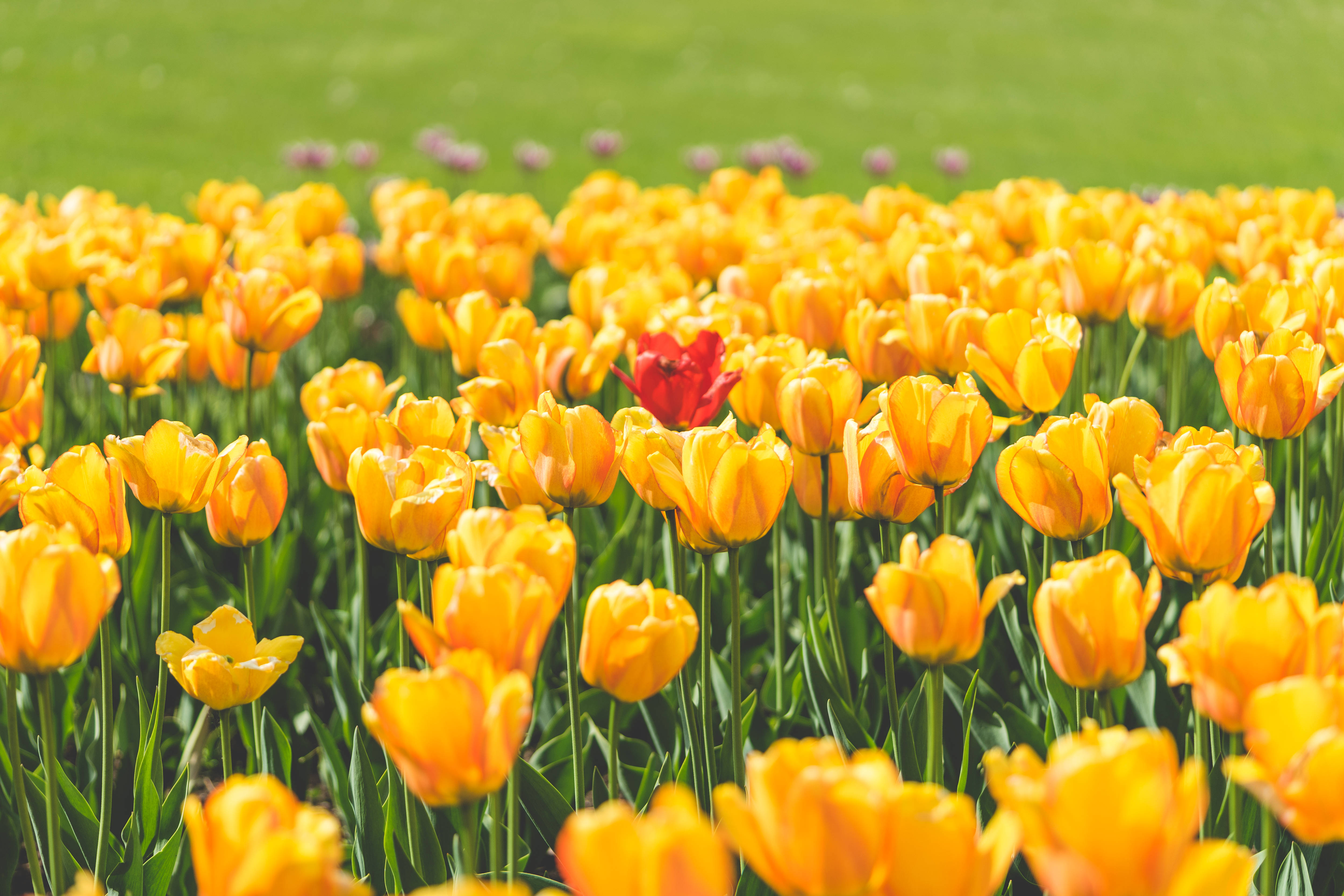 red tulip, yellow flower garden, golden yellow tulips, 4K Desktop Wallpaper