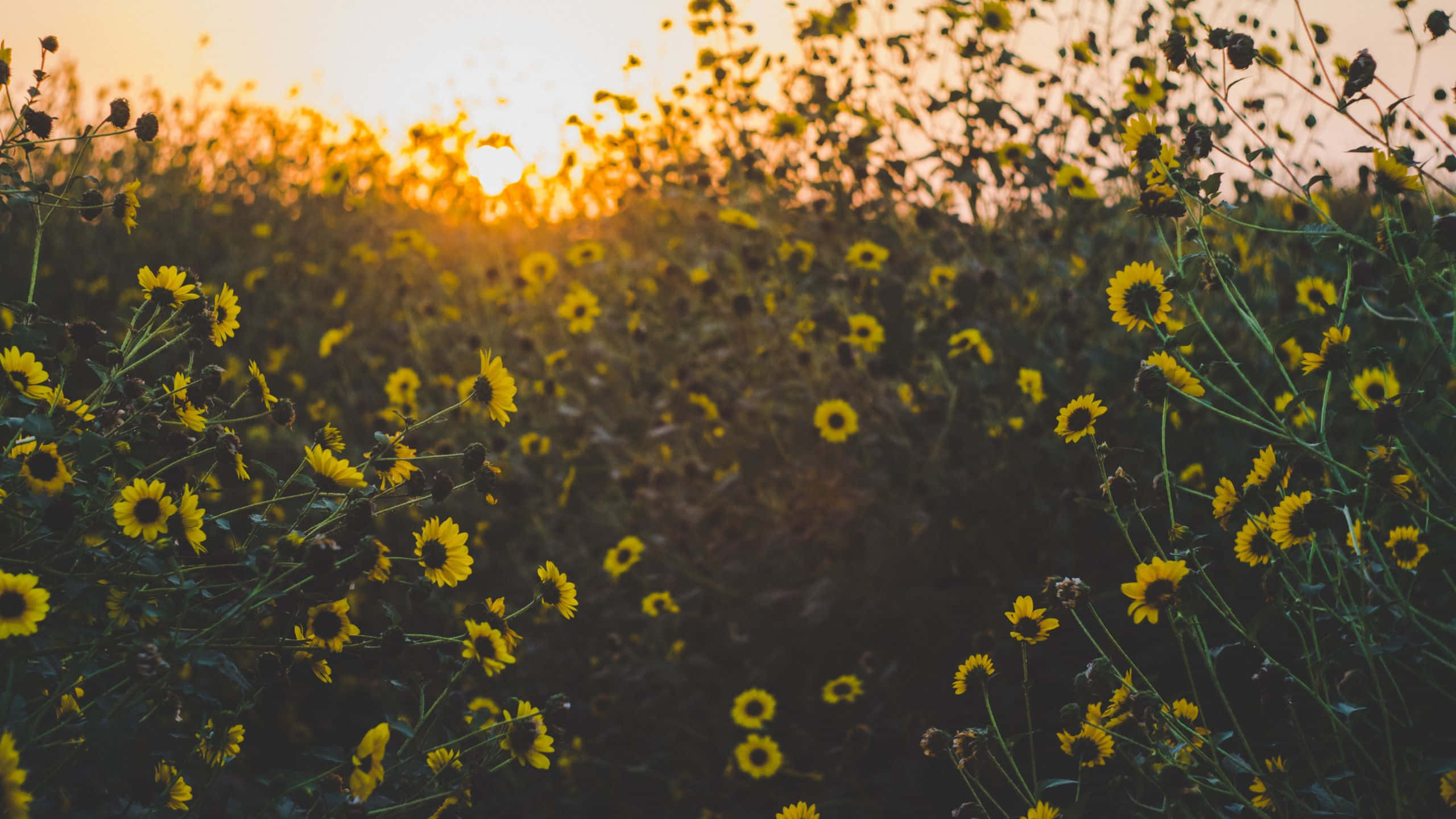 Sunset, yellow wildflowers, golden light, 2K Desktop Wallpaper
