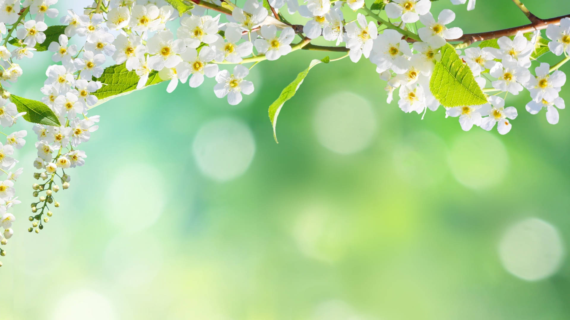 white bird cherry flower, white blossoms, yellow centers, Full HD Desktop Wallpaper