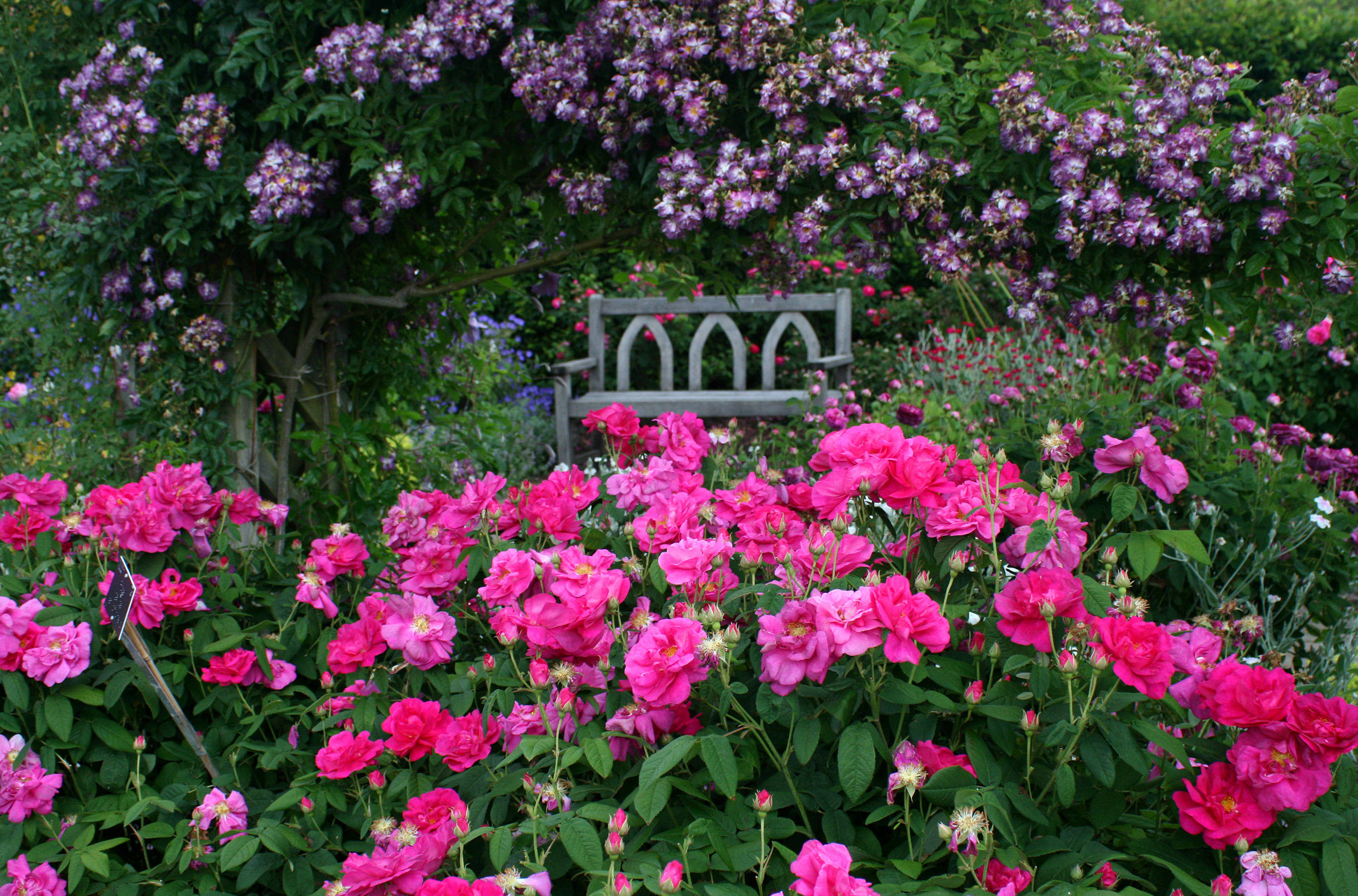 pink flower garden, wooden bench, purple flowers, 2K Desktop Wallpaper