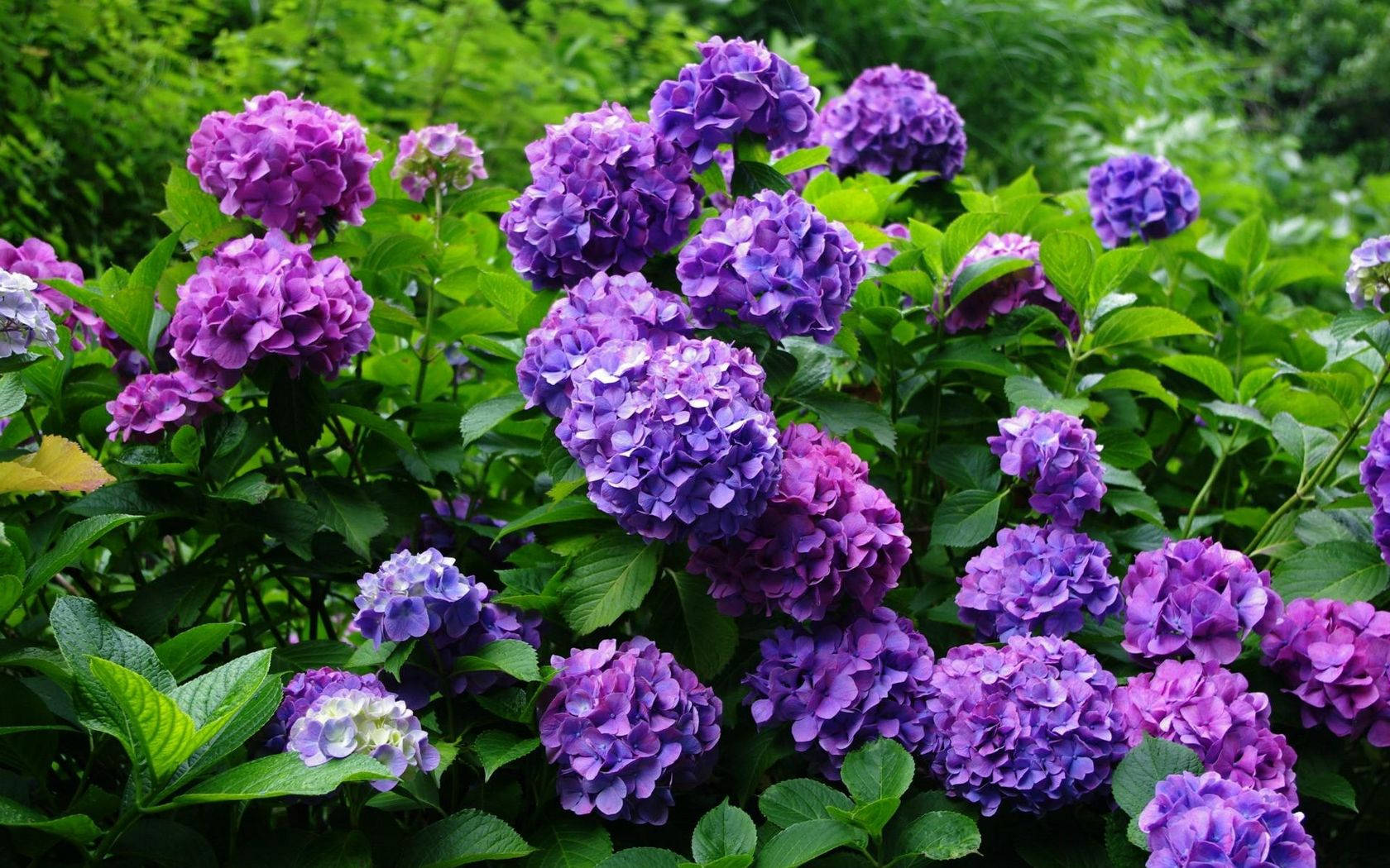 purple hydrangea flowers, garden, lush green foliage, HD Desktop Wallpaper