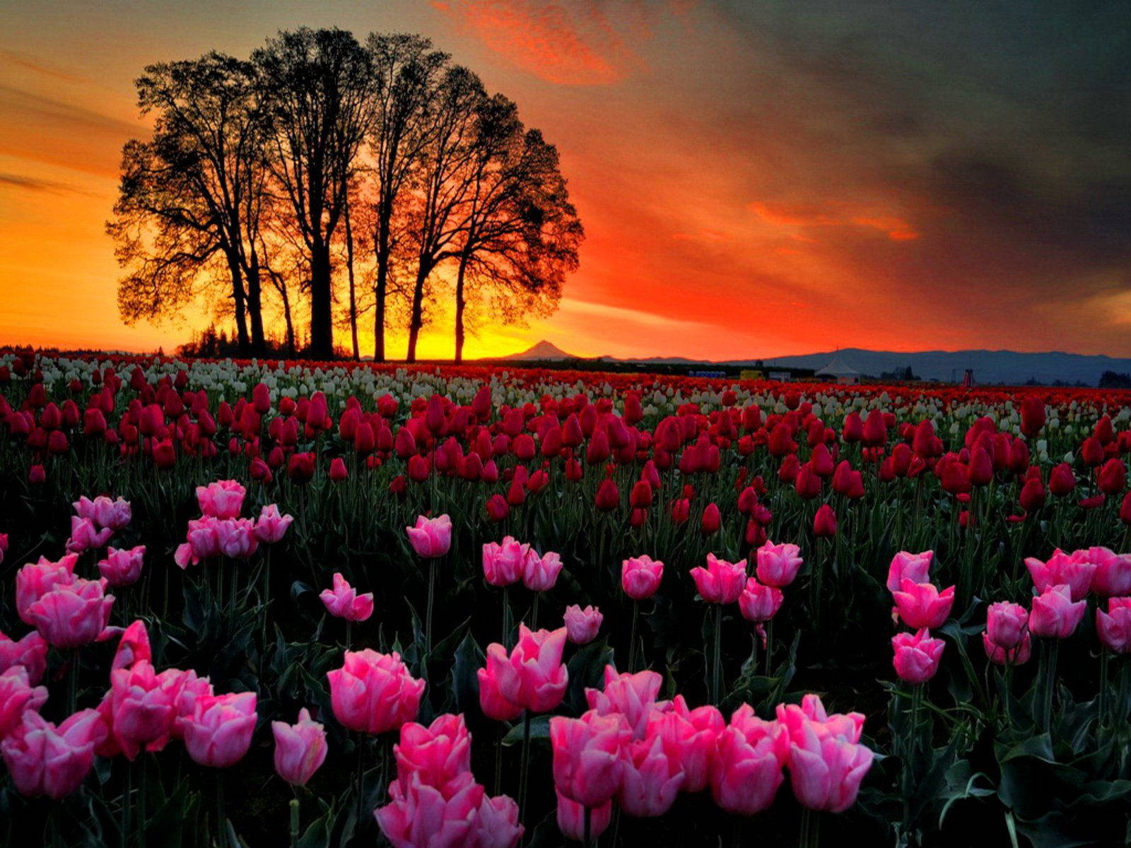 sunset, pink flower field, tulips, HD Desktop Wallpaper