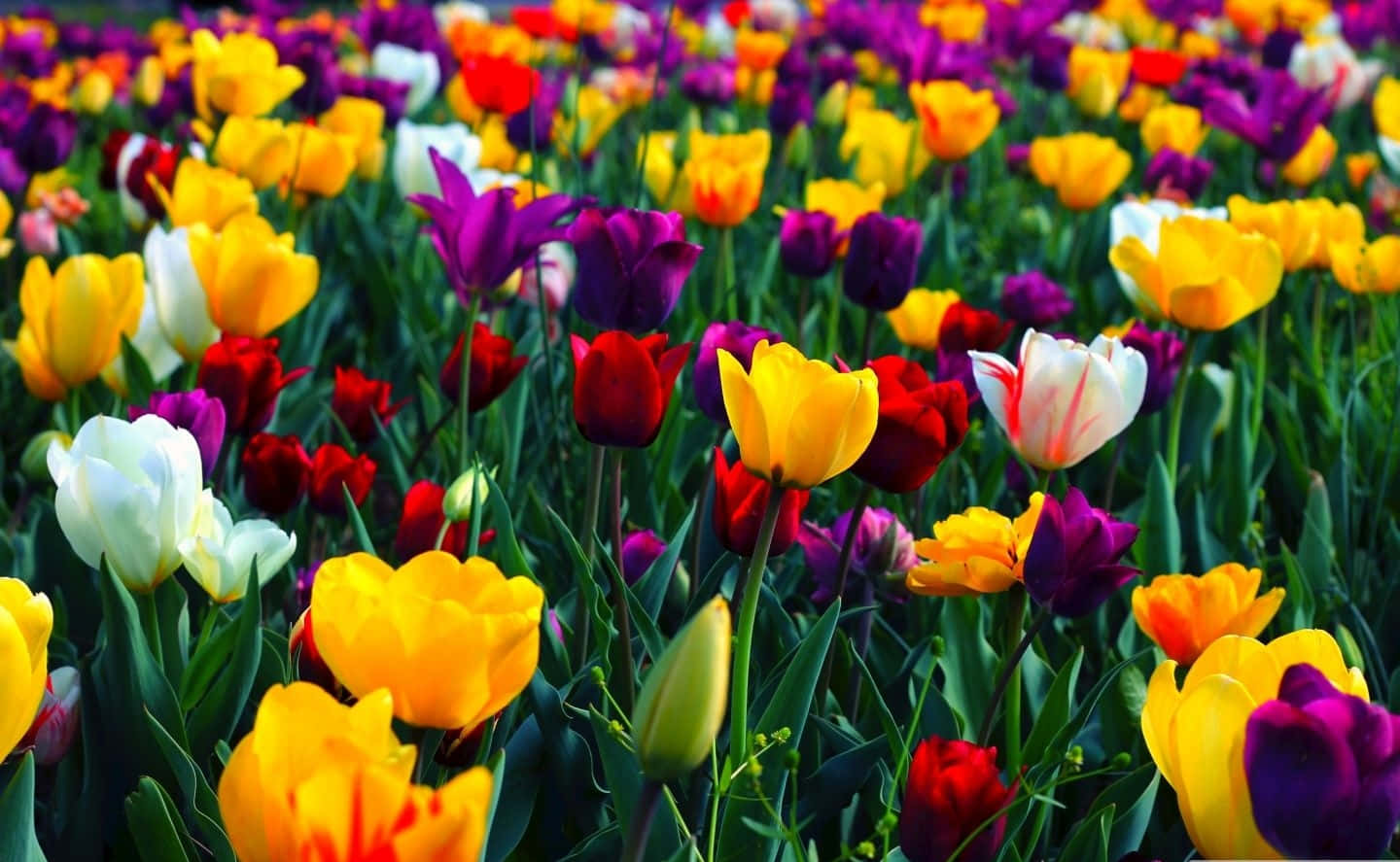 flowers laptop, Garden Of Tulip Flowers Laptop, tulips, HD Desktop Wallpaper