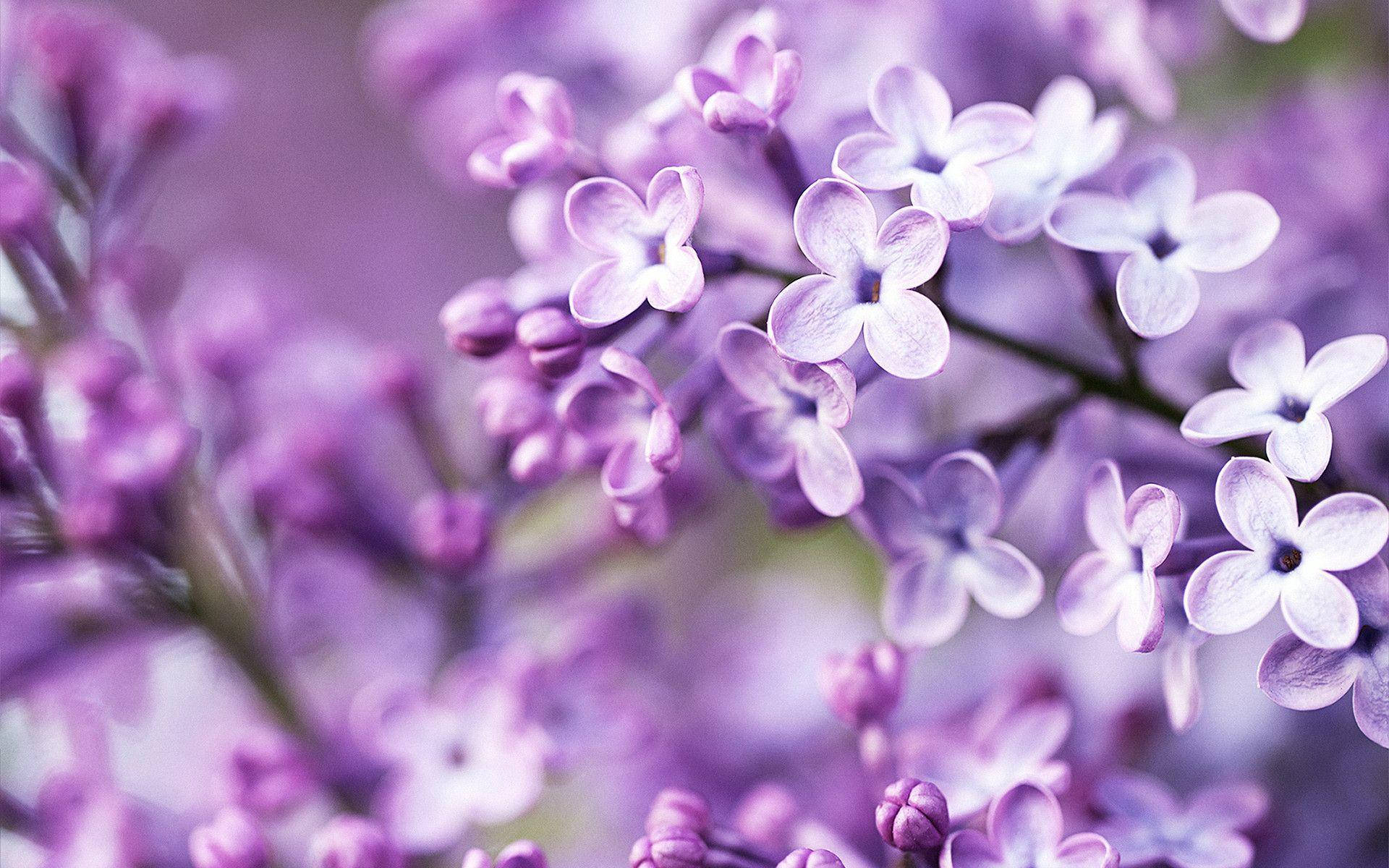 lilac flower, purple lilac blossoms, soft-focus close-up, Full HD Desktop Wallpaper