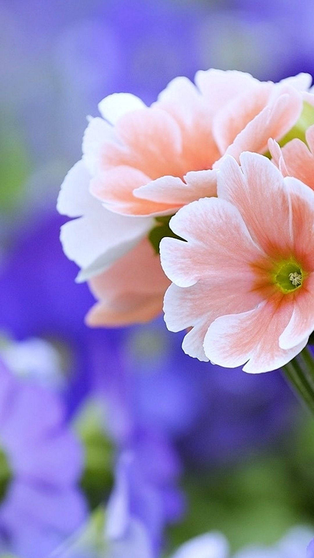 light pink primrose flower mobile, peach, white, HD Phone Wallpaper