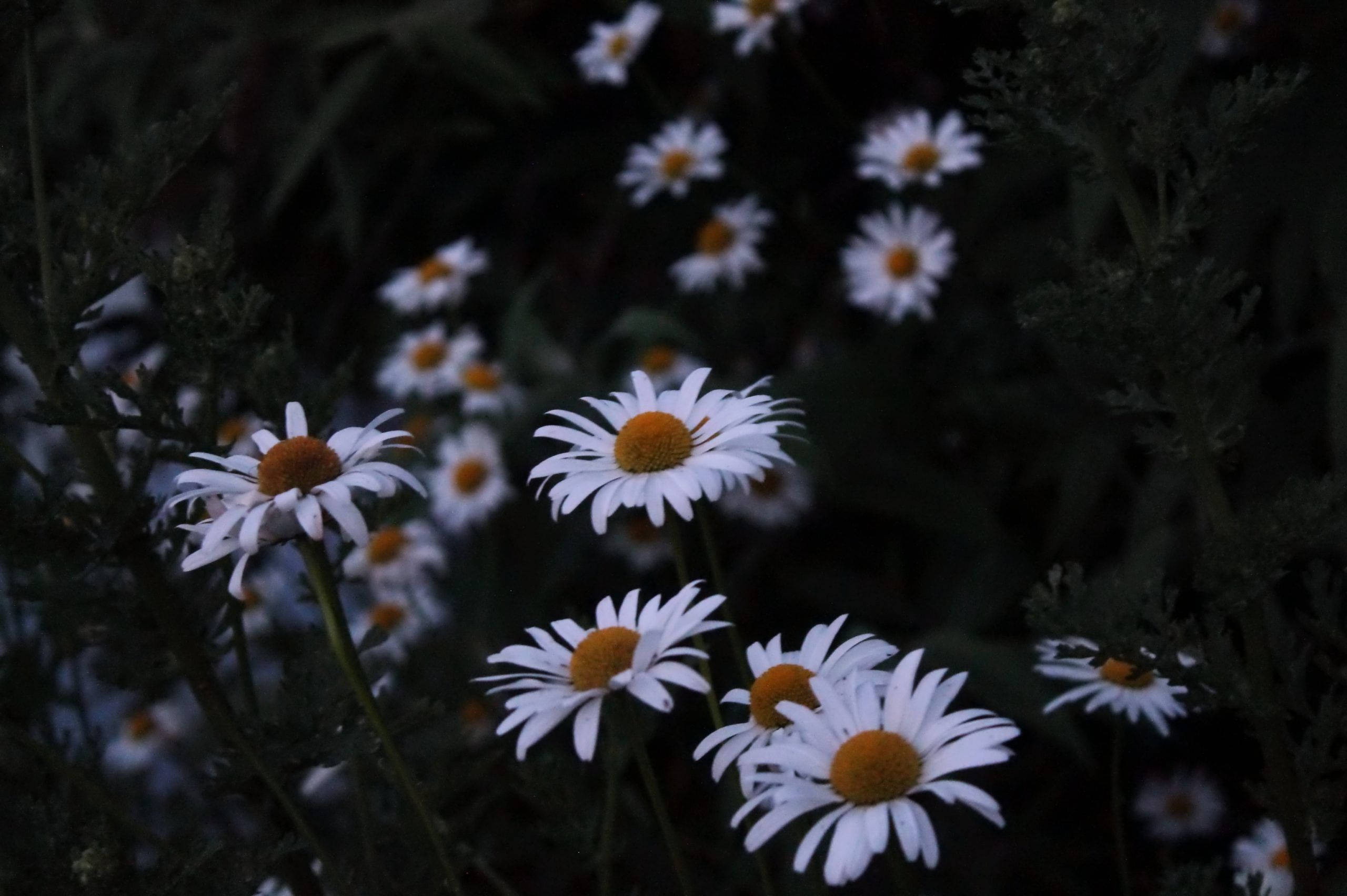 white daisy, orange centers, dark blurred foliage background, 2K Desktop Wallpaper