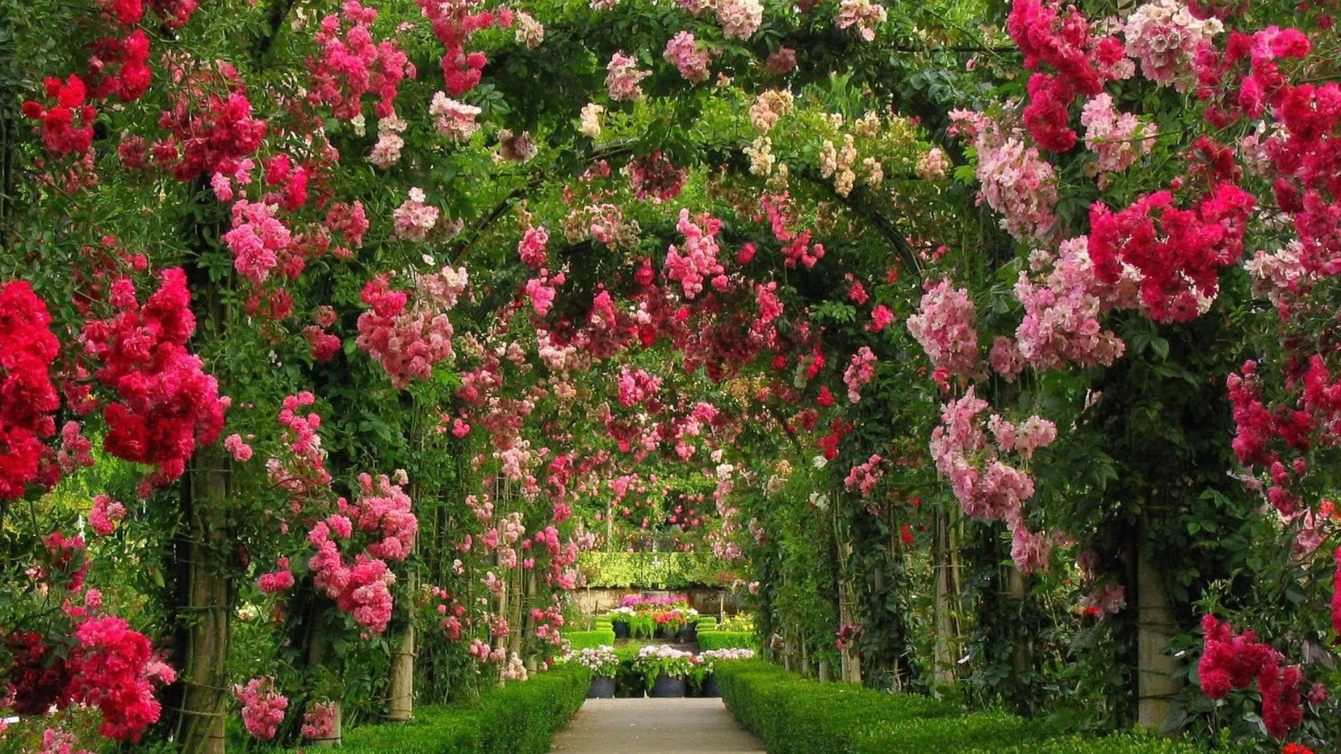 rose tunnel, pink and red blooms, sunlit garden path, Full HD Desktop Wallpaper